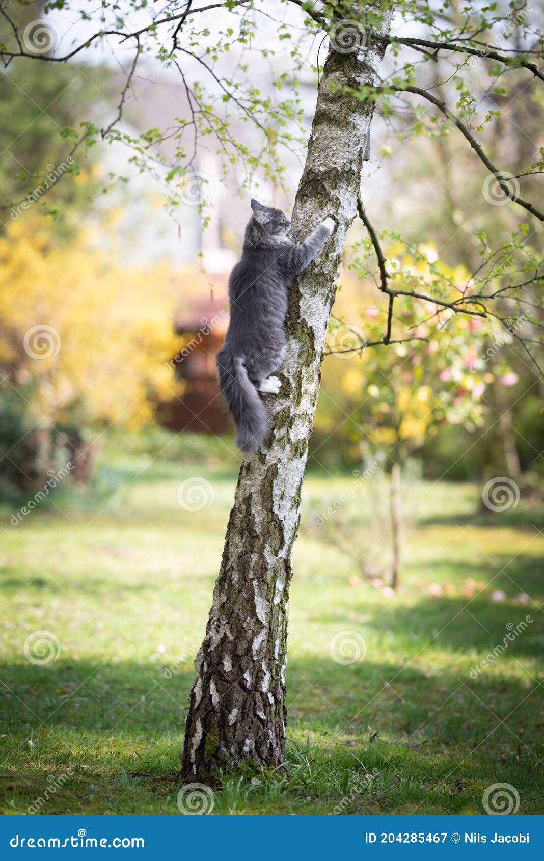 Curious Maine Coon Cat Climbing Up Birch Tree Stock Image Image of