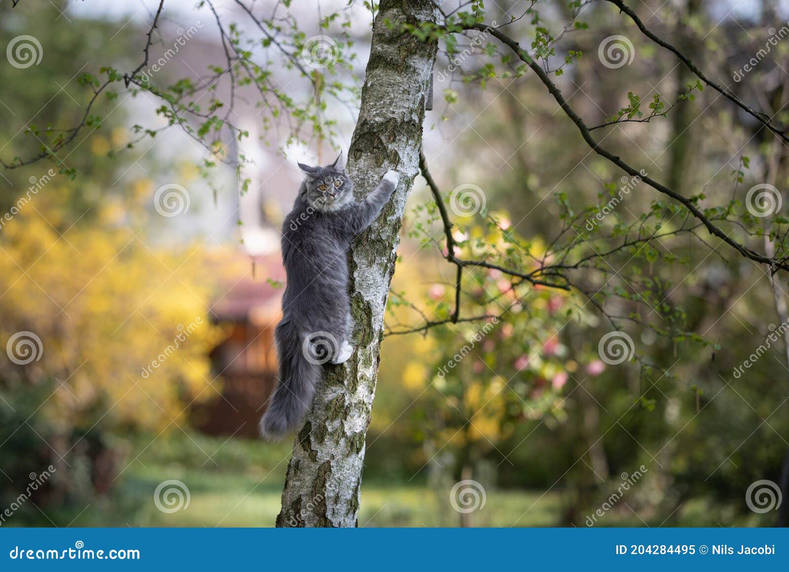 Curious Maine Coon Cat Climbing Up Birch Tree Stock Image Image of