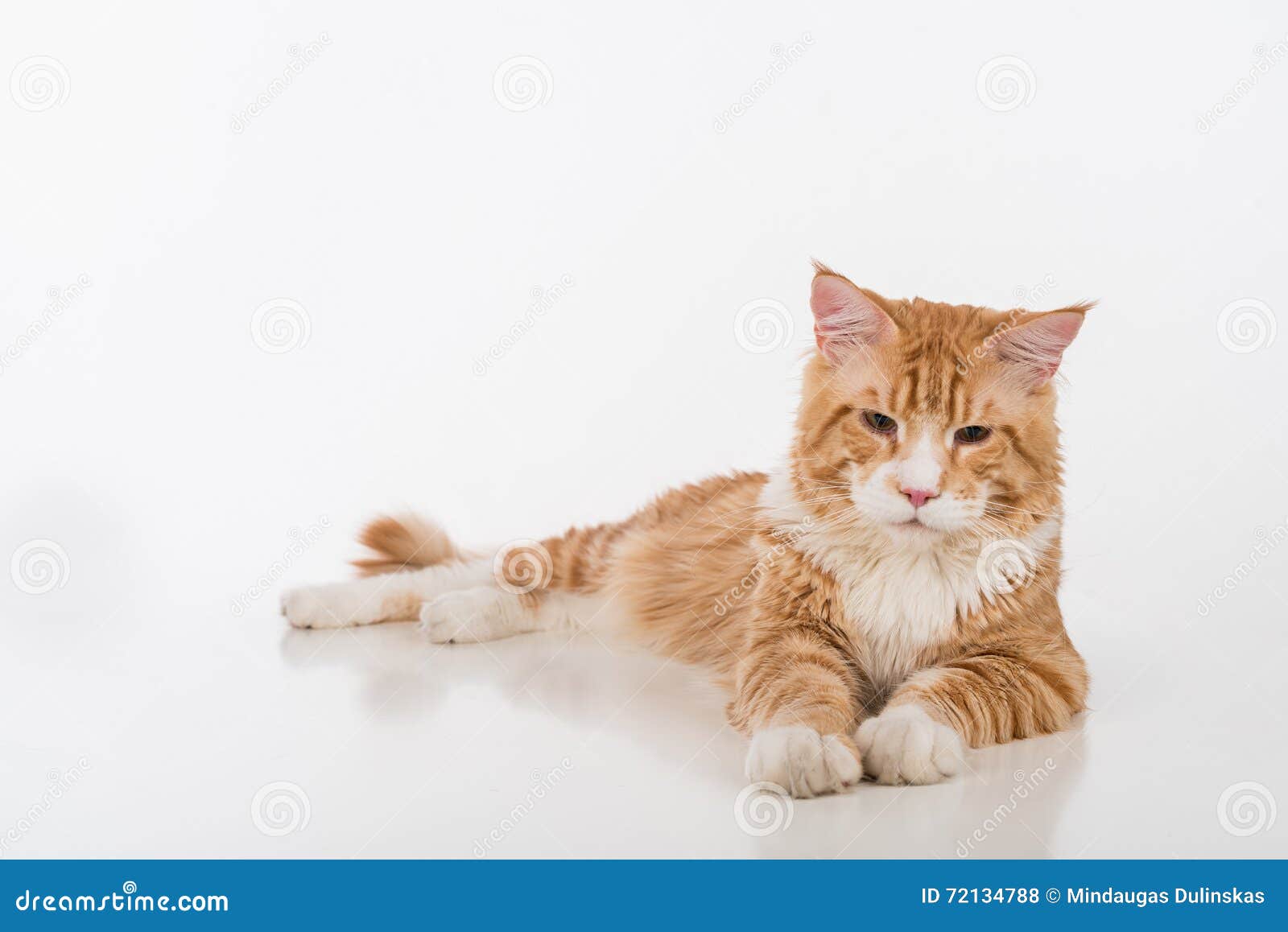 Curious Maine Coon Cat Sitting On The White Table With Reflection