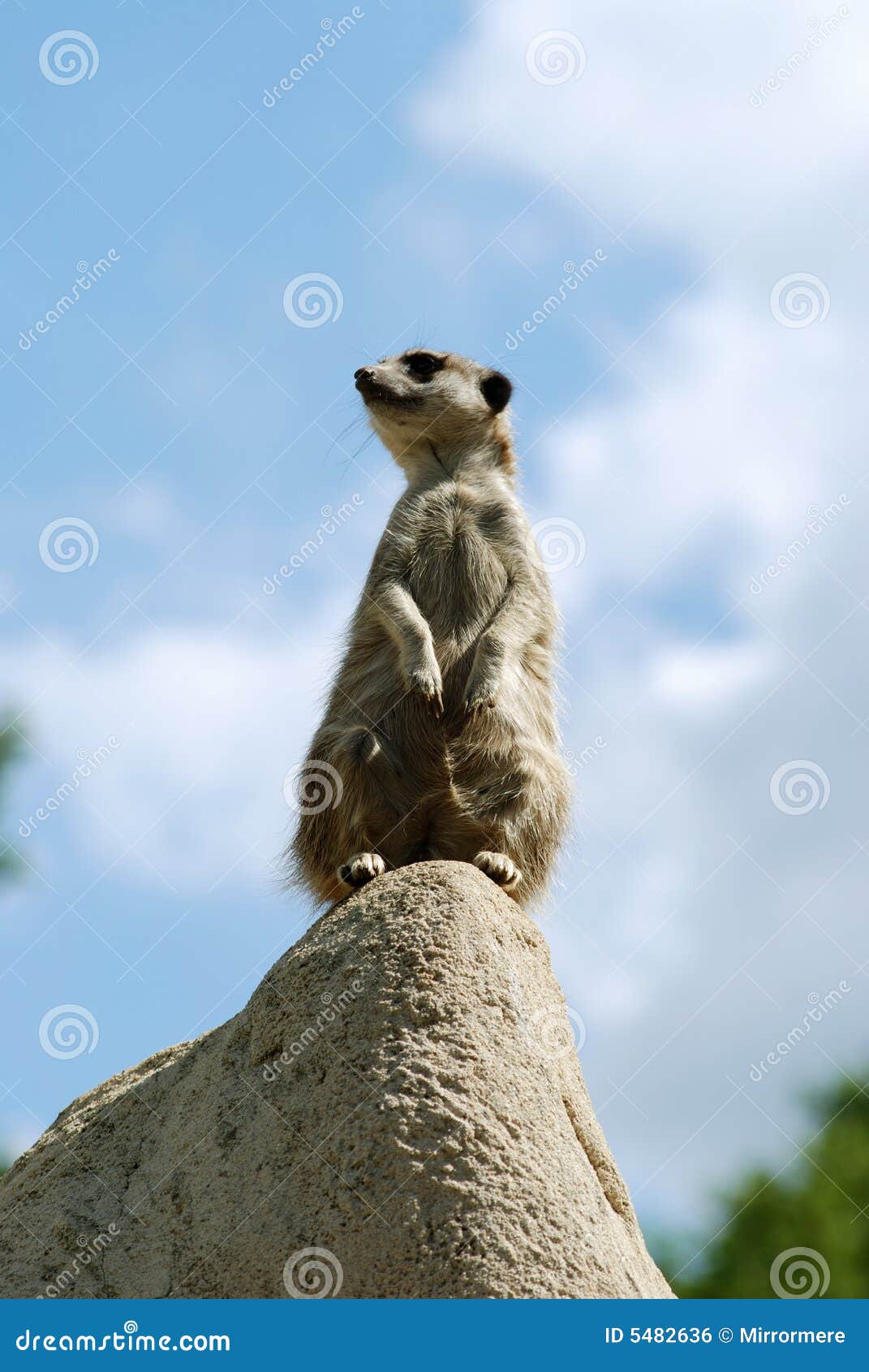 curious meercat