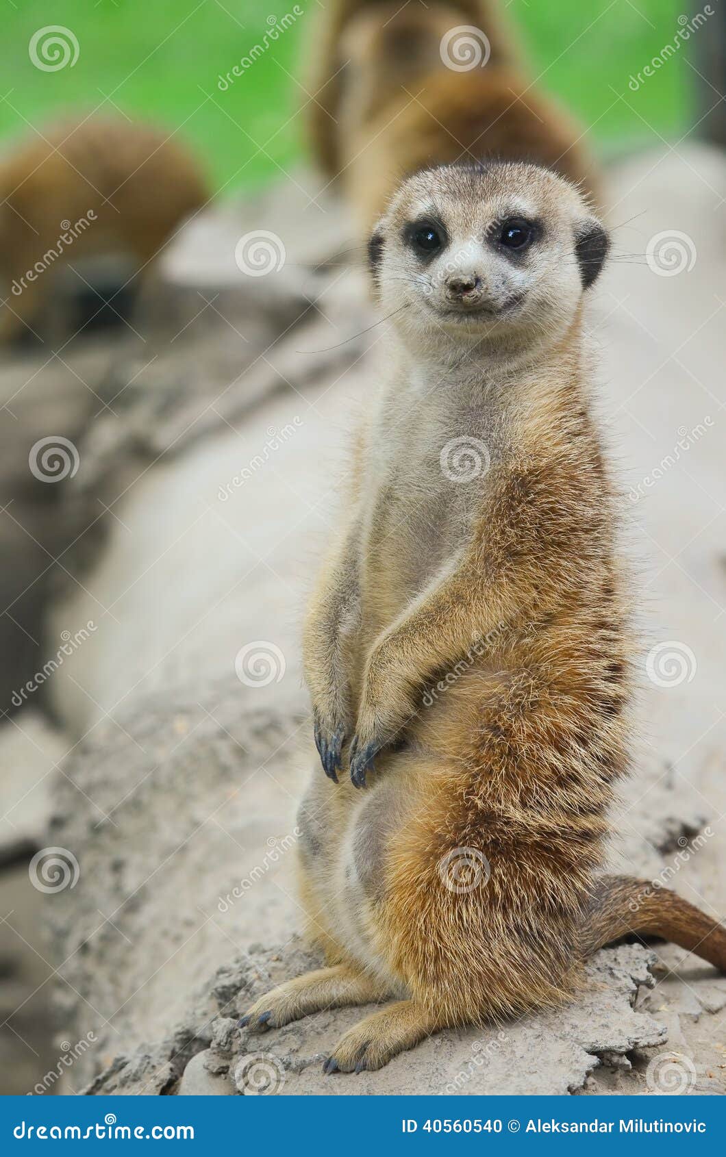 curious meercat