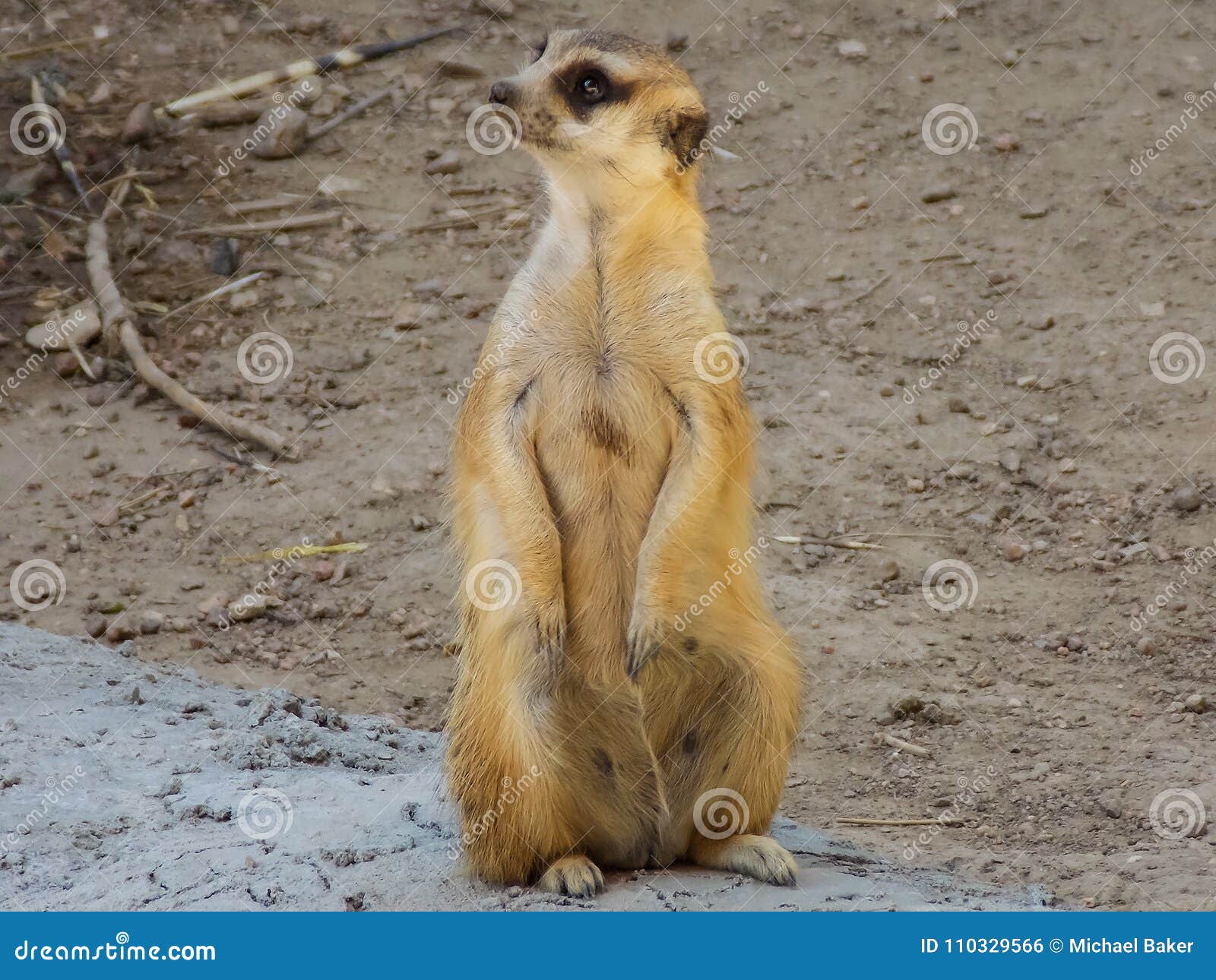 curious meerkat at attention