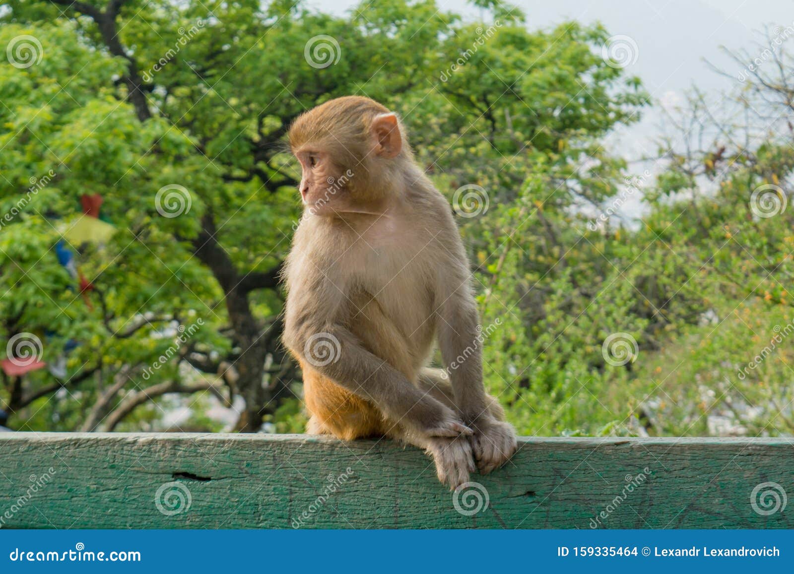 Monkey Sex Stock Photos