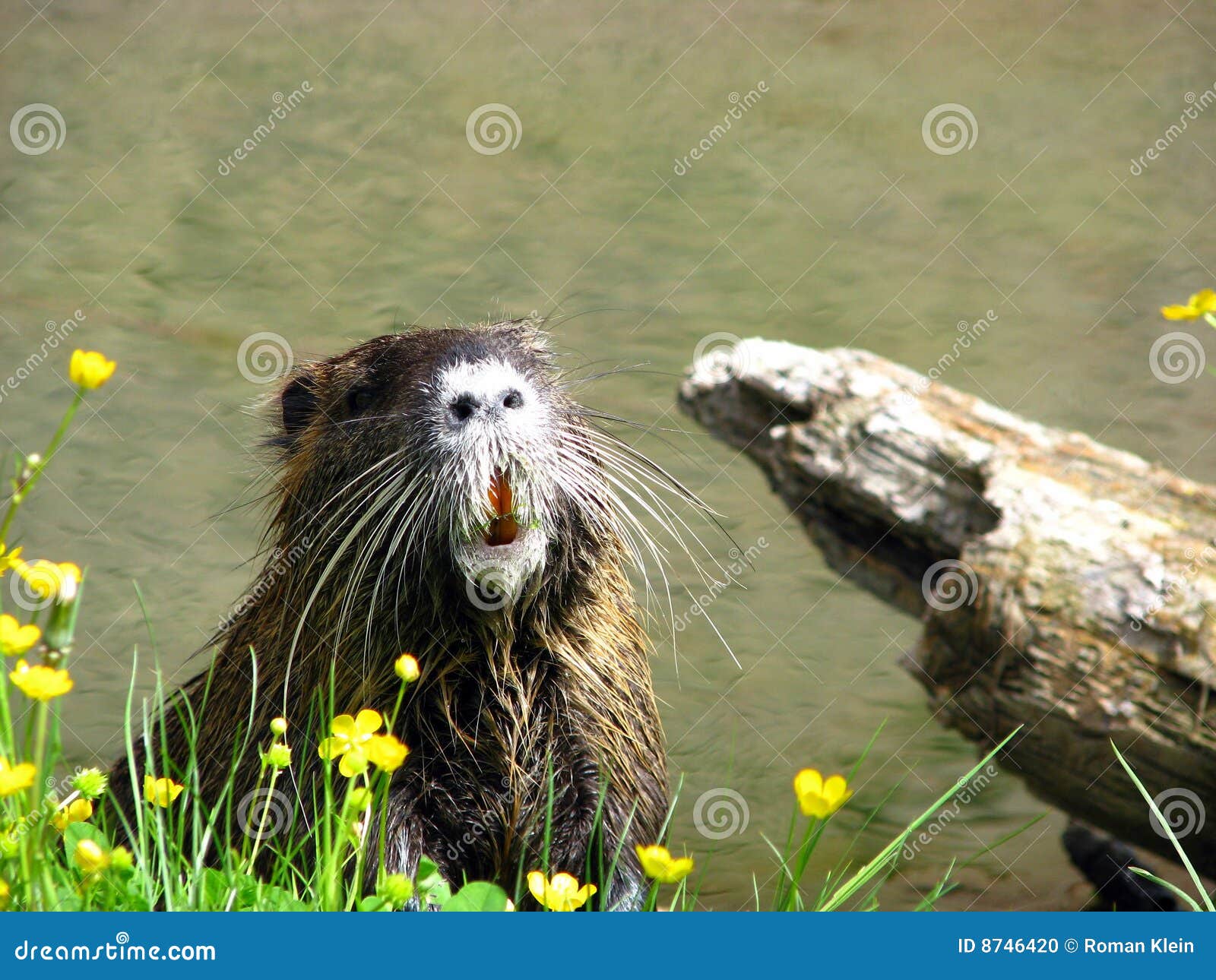 Curious nutria. Picture was taken during feeding of almost wild nutrias