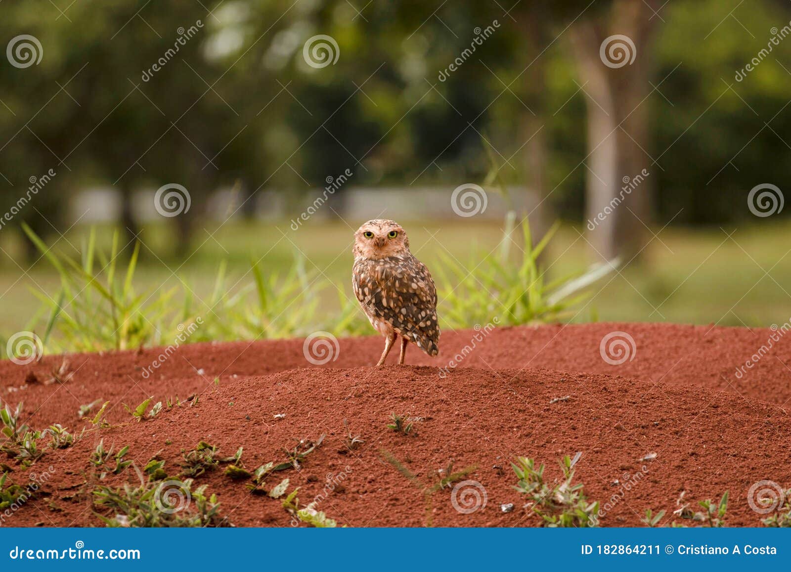 little watchful owl