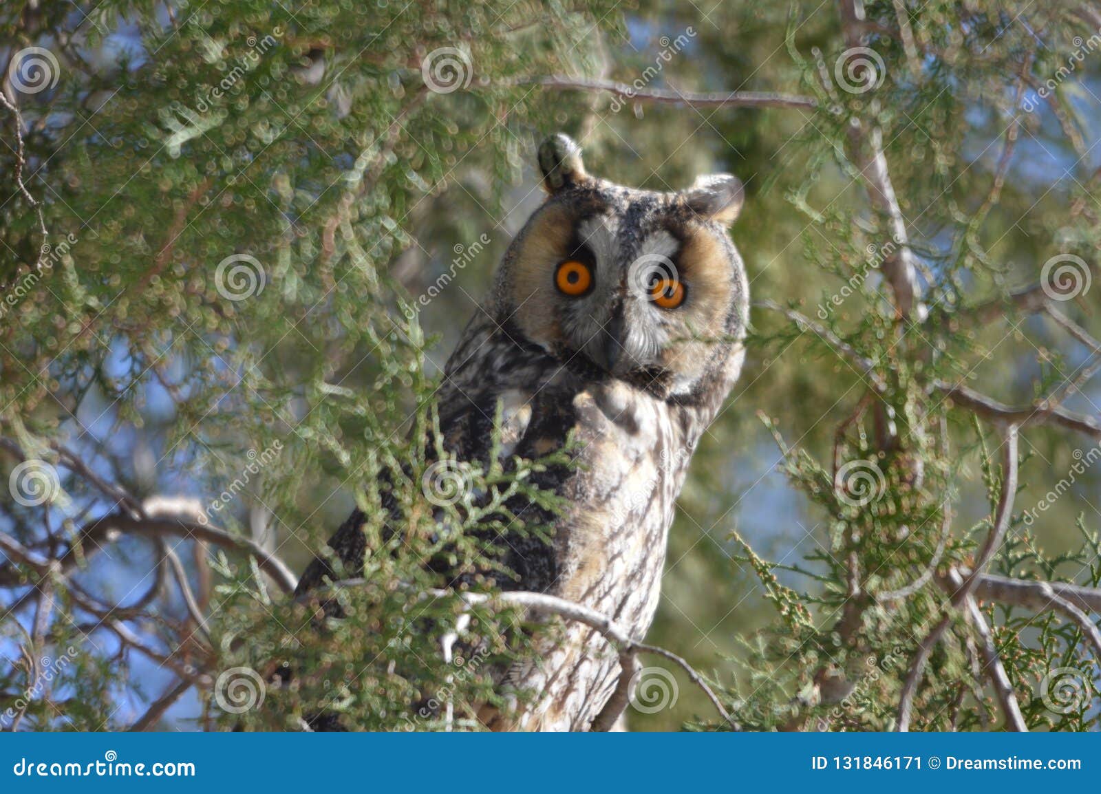 Curious owl on a tree stock image. Image of mauntain - 131846171
