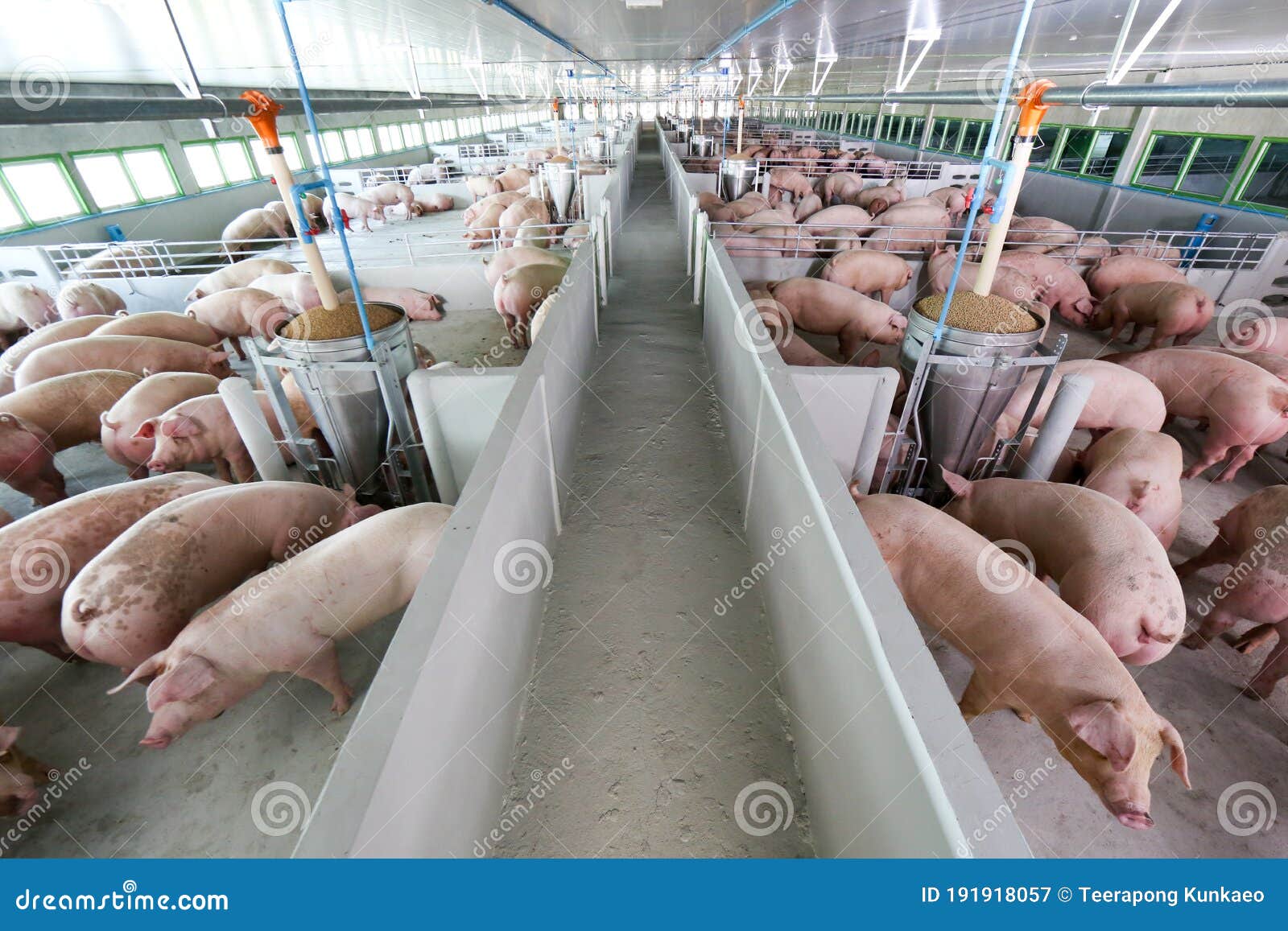 curious pigs in pig breeding farm in swine business in tidy and clean indoor housing farm