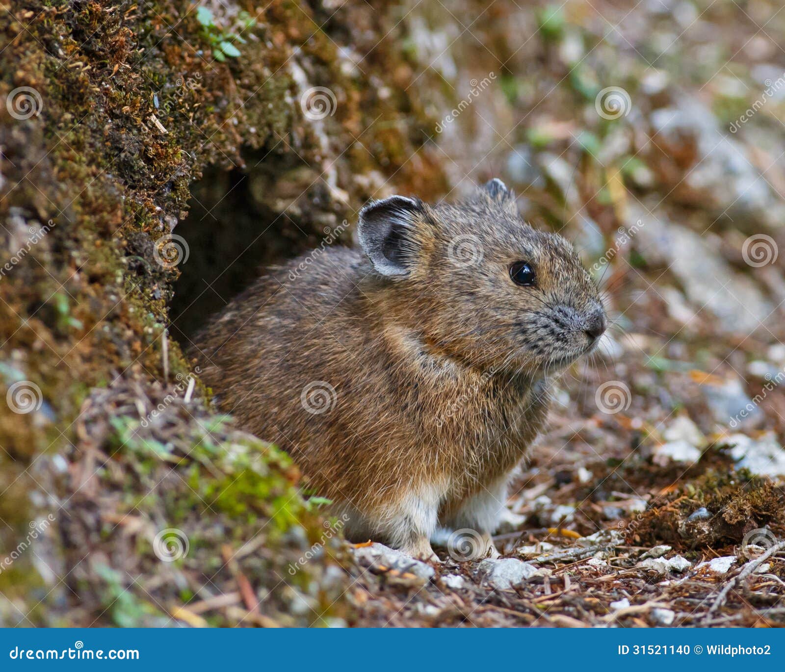 Curious Pika stock photo. Image of observing, watchful ...