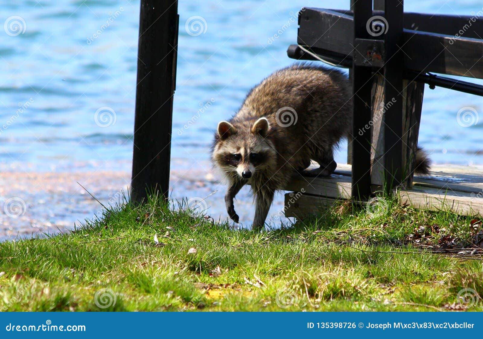 curious raccon on toronto island / canada