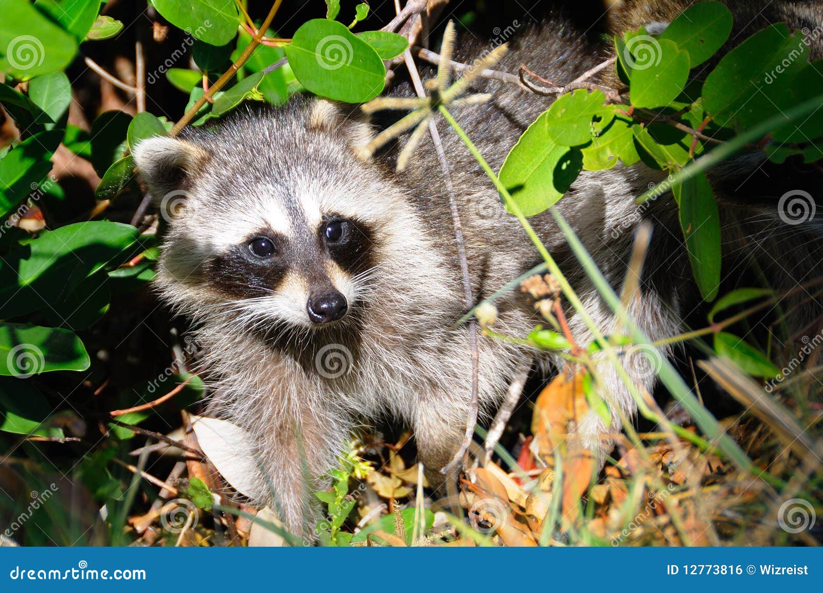 Curious Raccoon in Everglades National Park Stock Photo - Image of  photogenic, american: 12773816