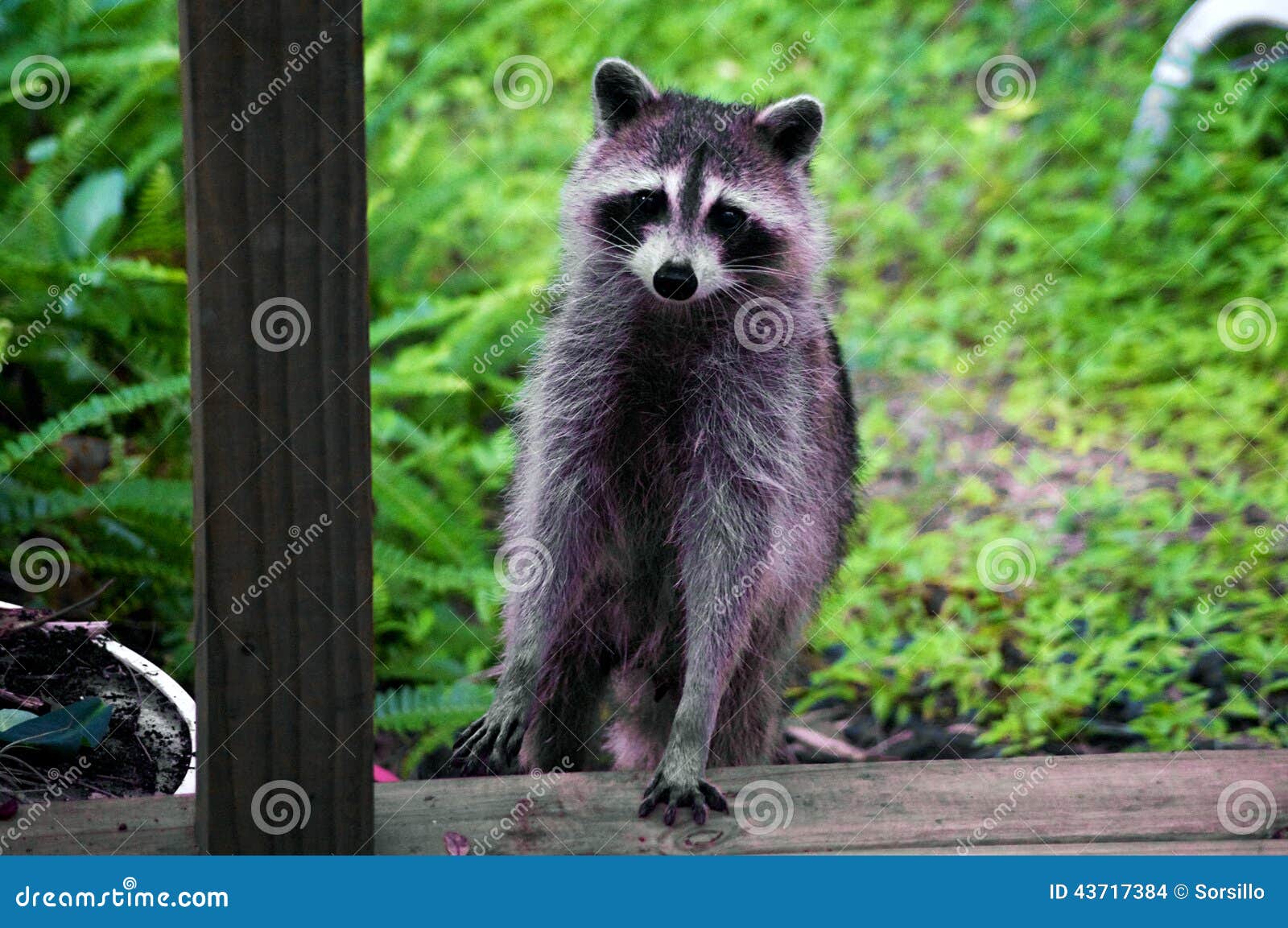 Curious Raccoon Standing on Stair Stock Photo Image of mammal, viewer