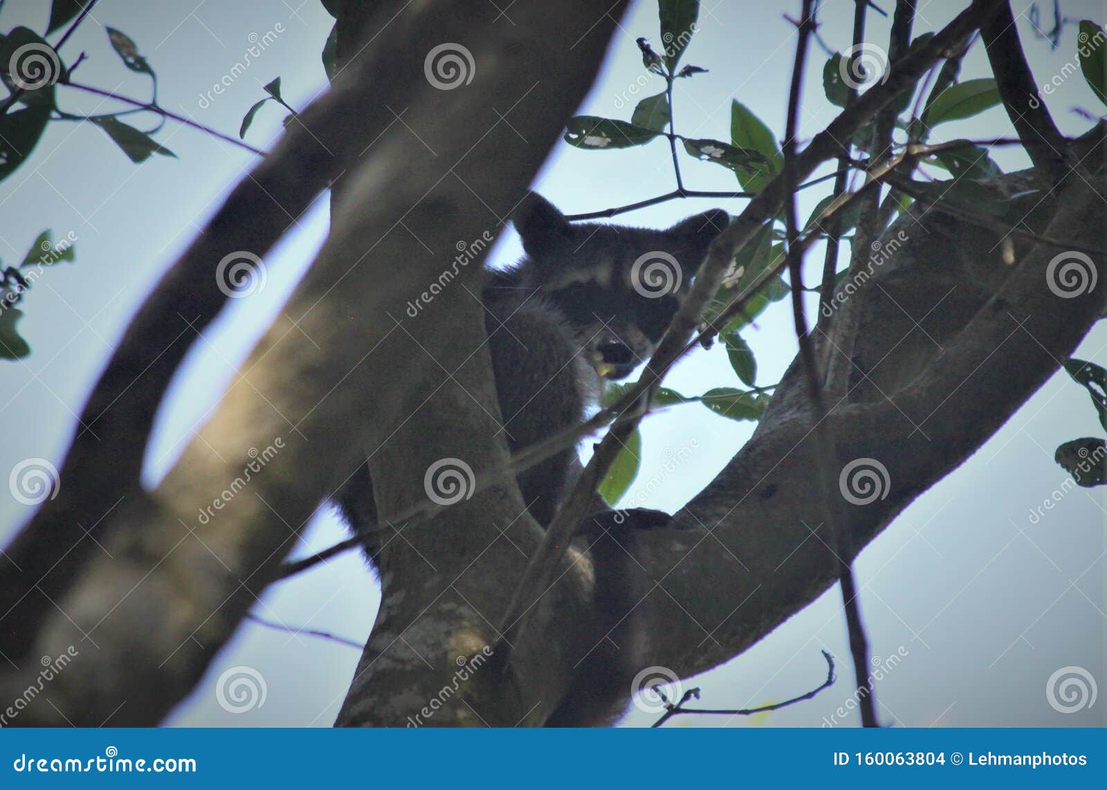 curious raccoon in a tree