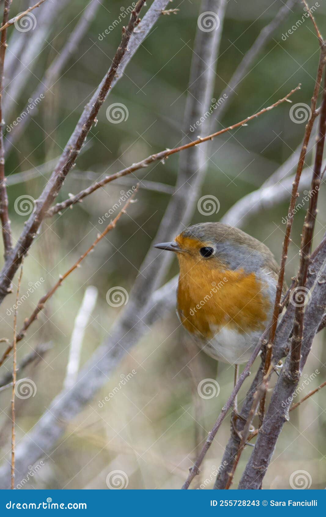 curious robin on the orbetello lagoon