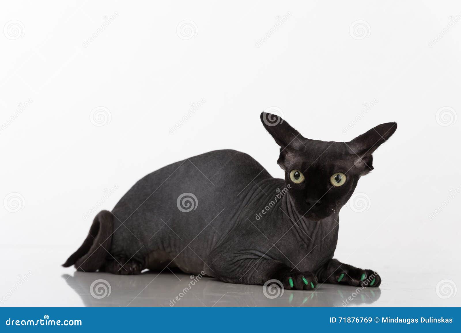 Curious and Scared Black Sphynx Cat with Green Nails. Isolated on White