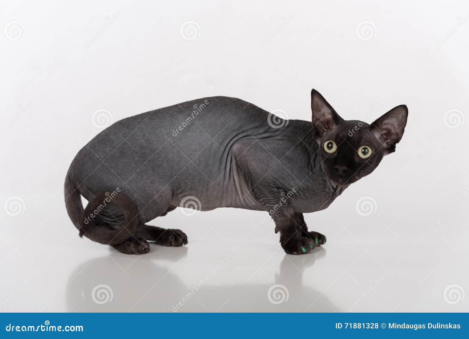 Curious and Scared Black Sphynx Cat with Green Nails. Isolated on White