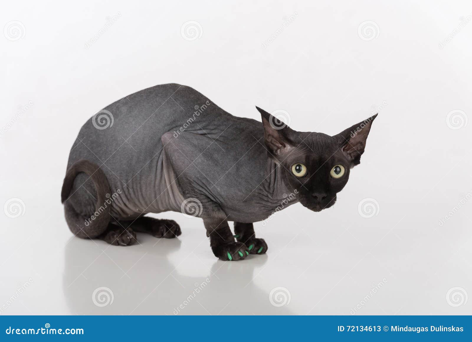 Curious And Scared Black Sphynx Cat With Green Nails. Isolated On White