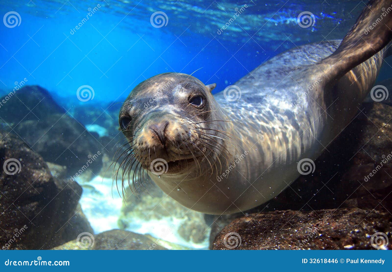 curious sea lion underwater