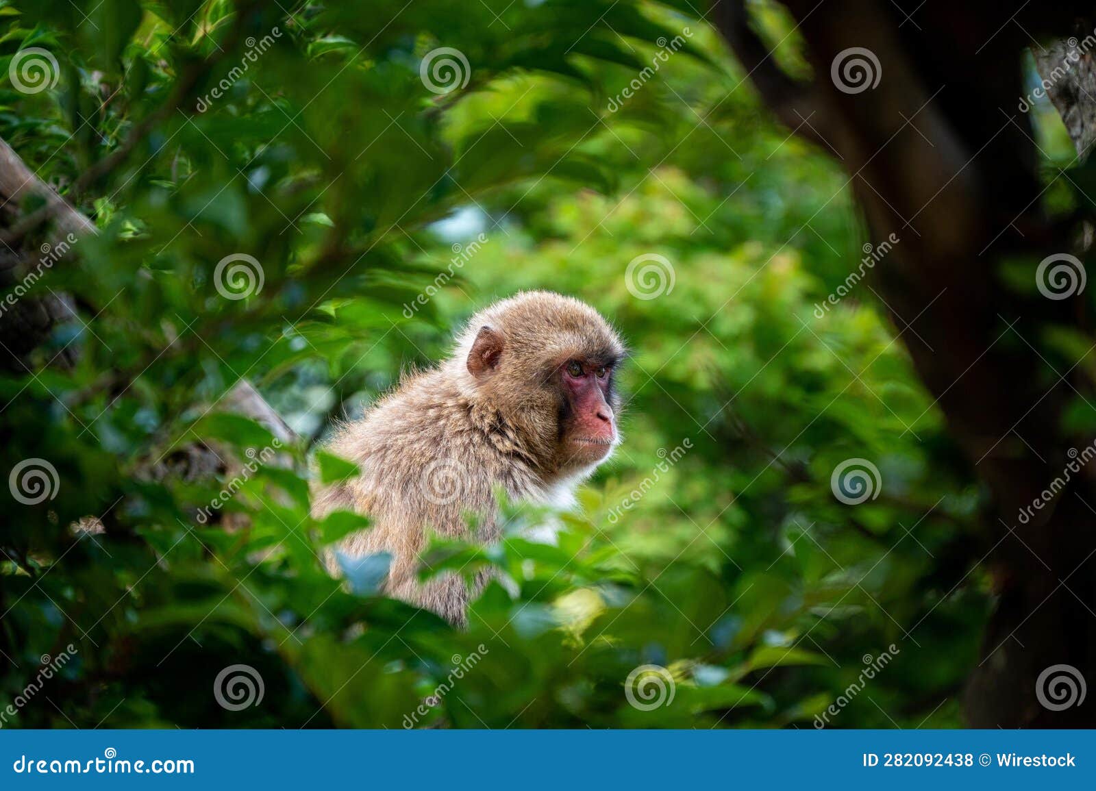 Curious Snow Monkey Standing in a Lush, Green Wilderness Stock Photo ...