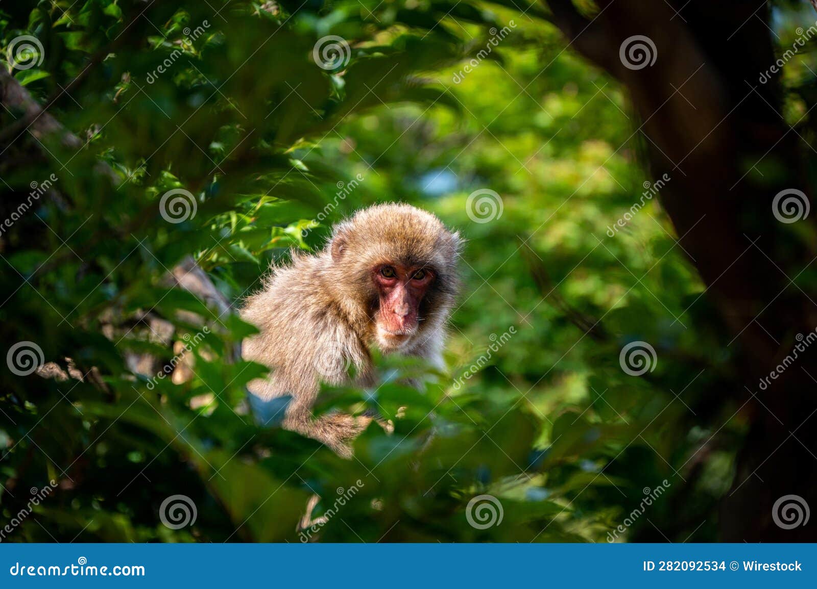 Curious Snow Monkey Standing in a Lush, Green Wilderness Stock Photo ...