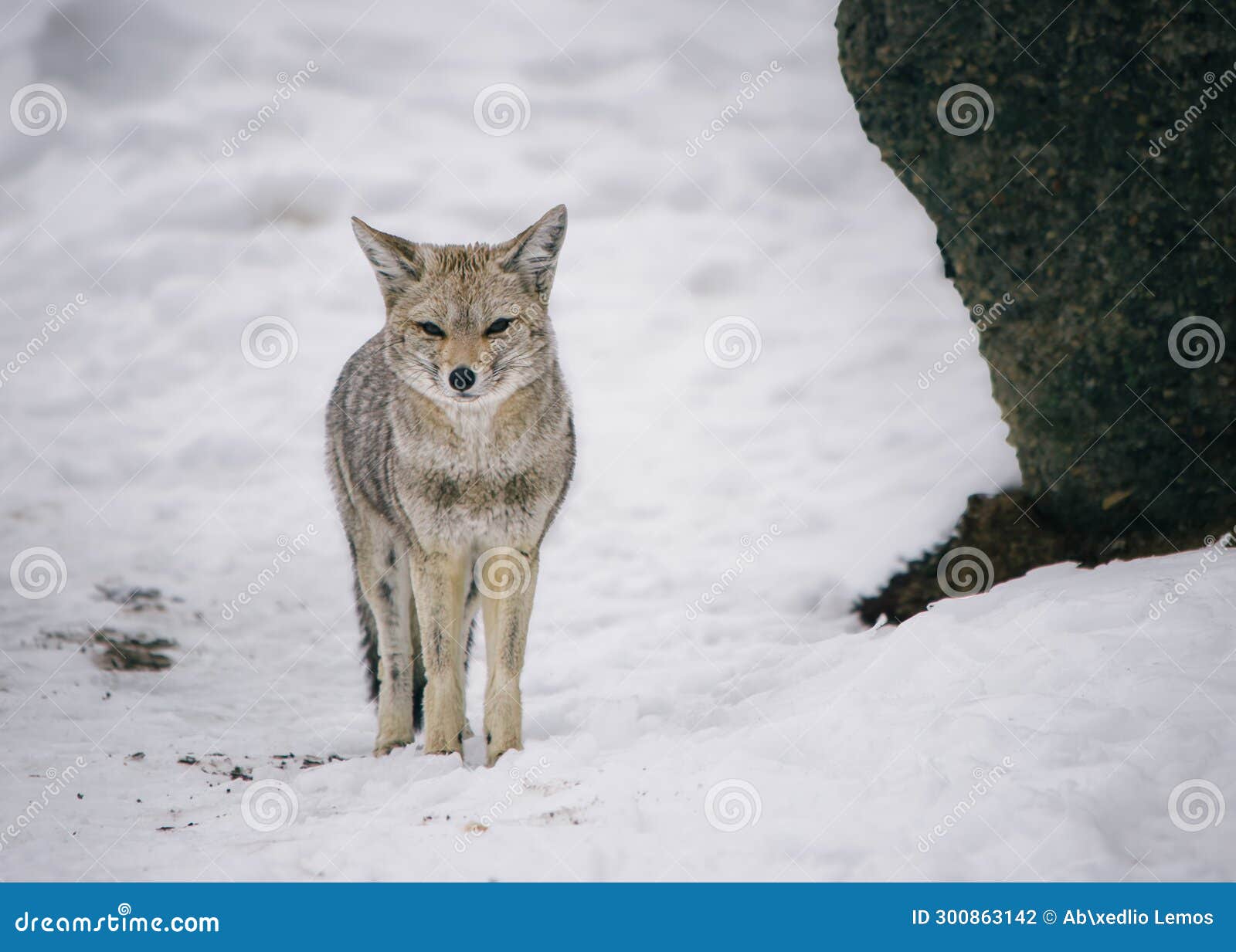 a curious south american gray fox on the snow near el calafate, patagonia, argentina