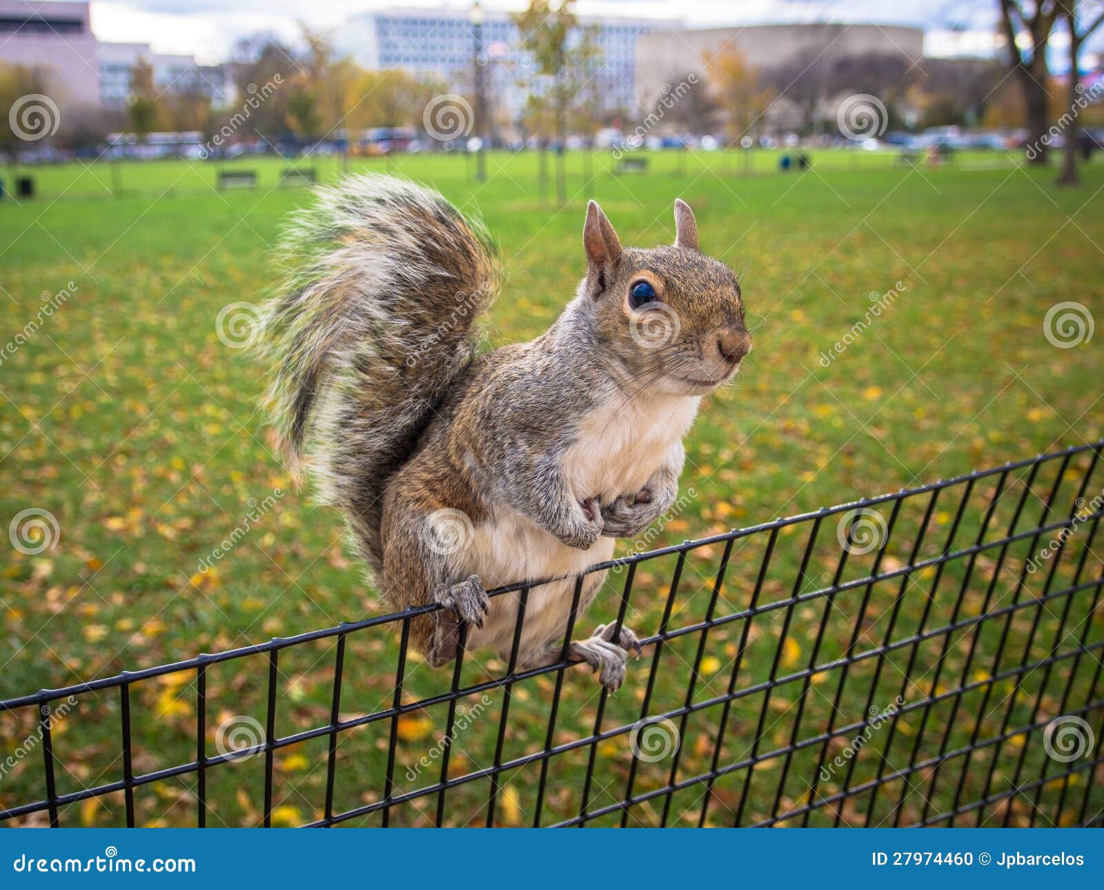 Curious Squirrel Hanging on Park Fence Stock Photo Image of brown