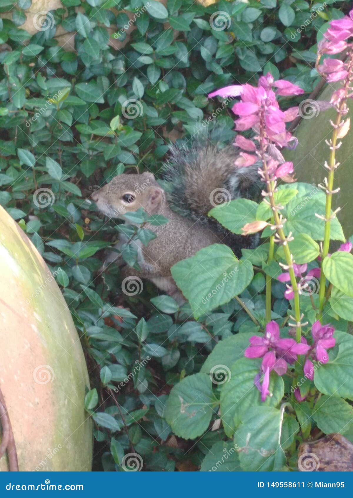 a curious squirrel, posing among the flowers