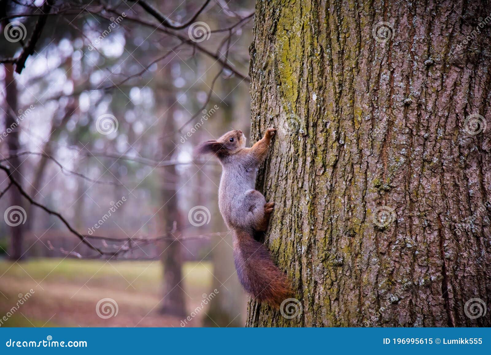curious squirrel sits on tree trunk close up