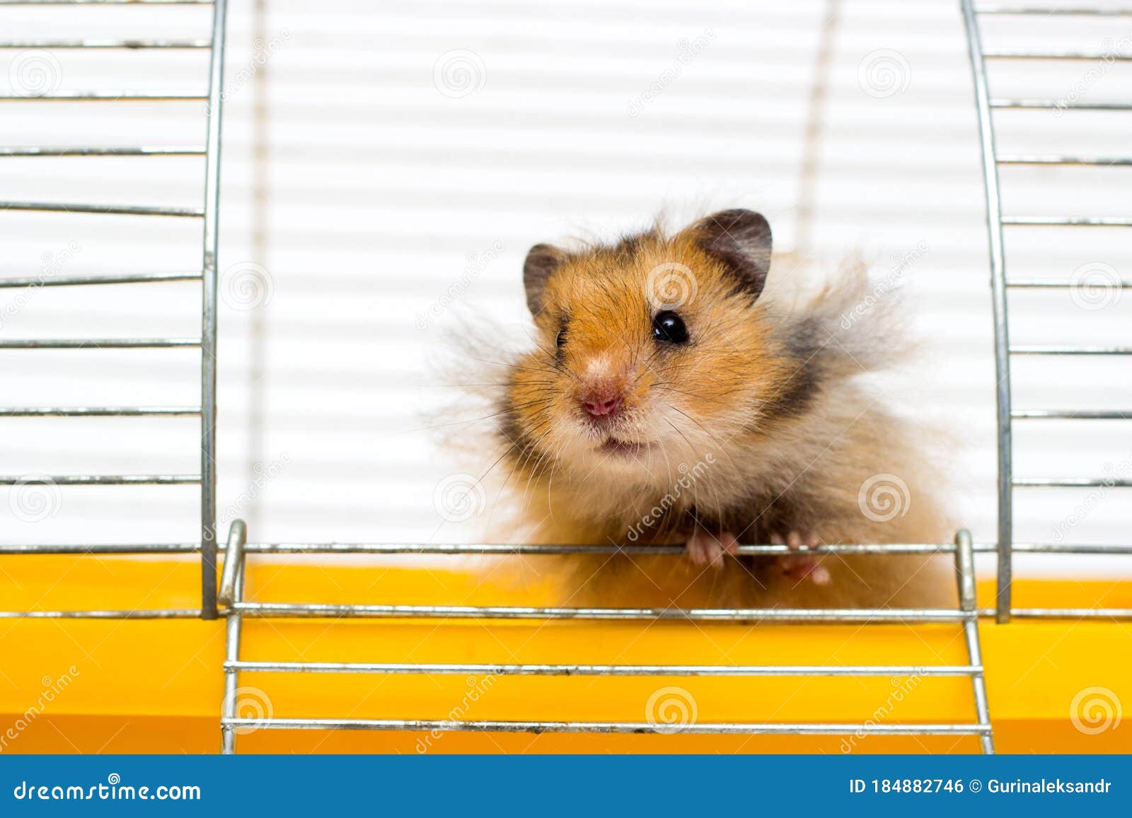 hamster outside cage