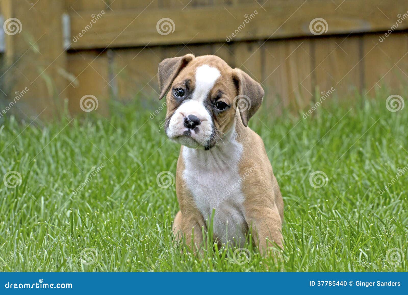 tan and white boxer