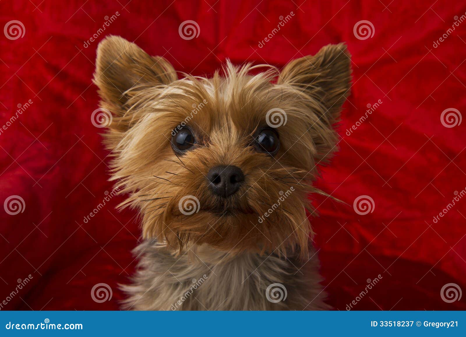 1,318 Yorkshire Terrier Yorkie Tongue Stock Photos - Free \u0026 Royalty-Free  Stock Photos from Dreamstime, image size:1600x1155