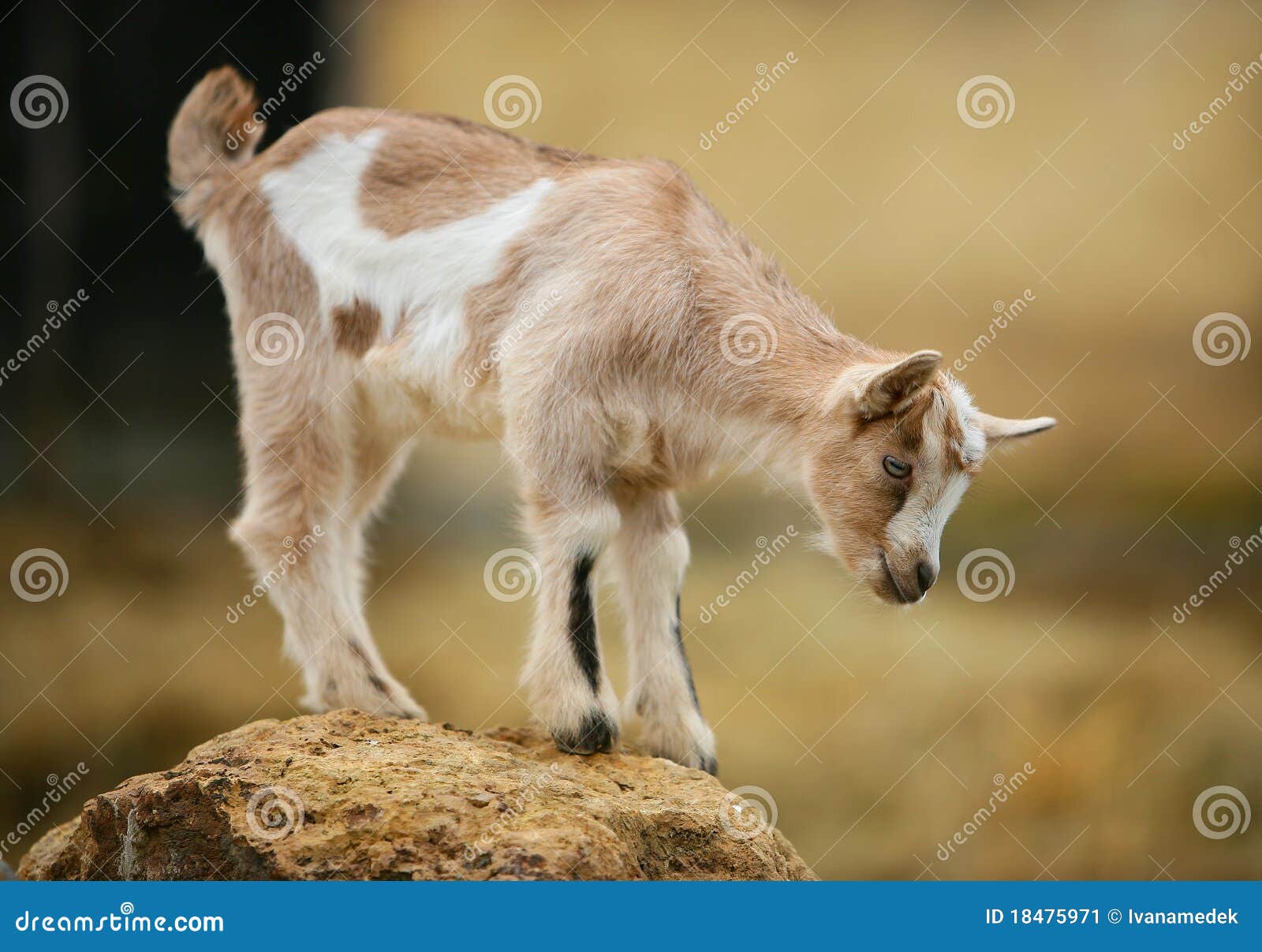 Kid, Young Goat Stock Photo 72720522