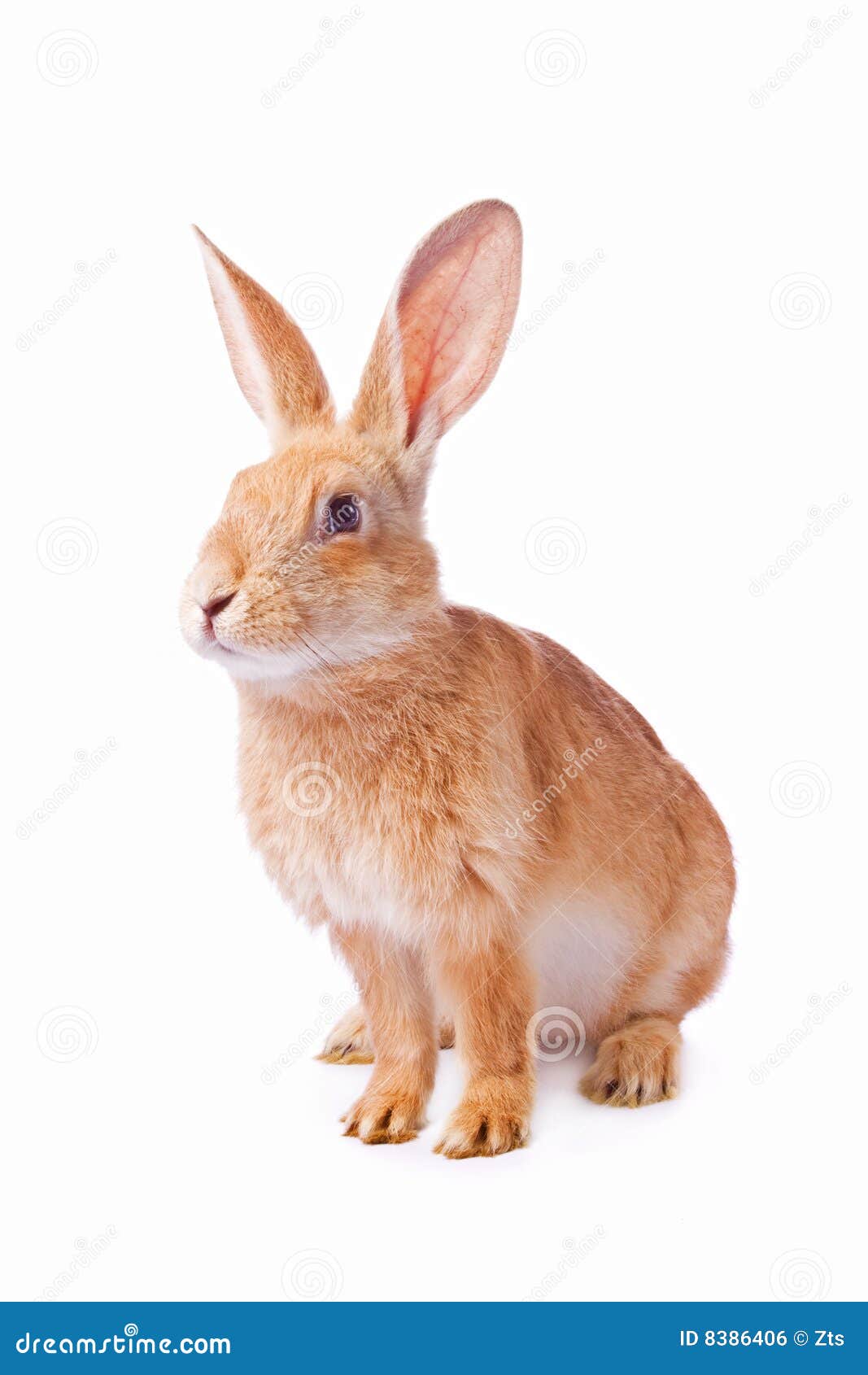 curious young red rabbit 