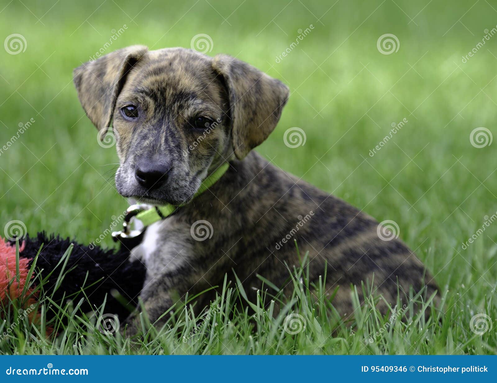 Curiously Cute Mountain Cur Rescue Puppy Stock Photo Image Of Yard Adoption 95409346