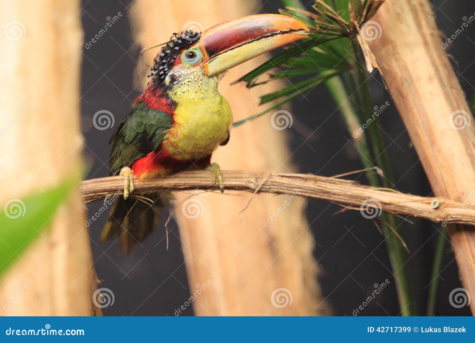 curl-crested aracari