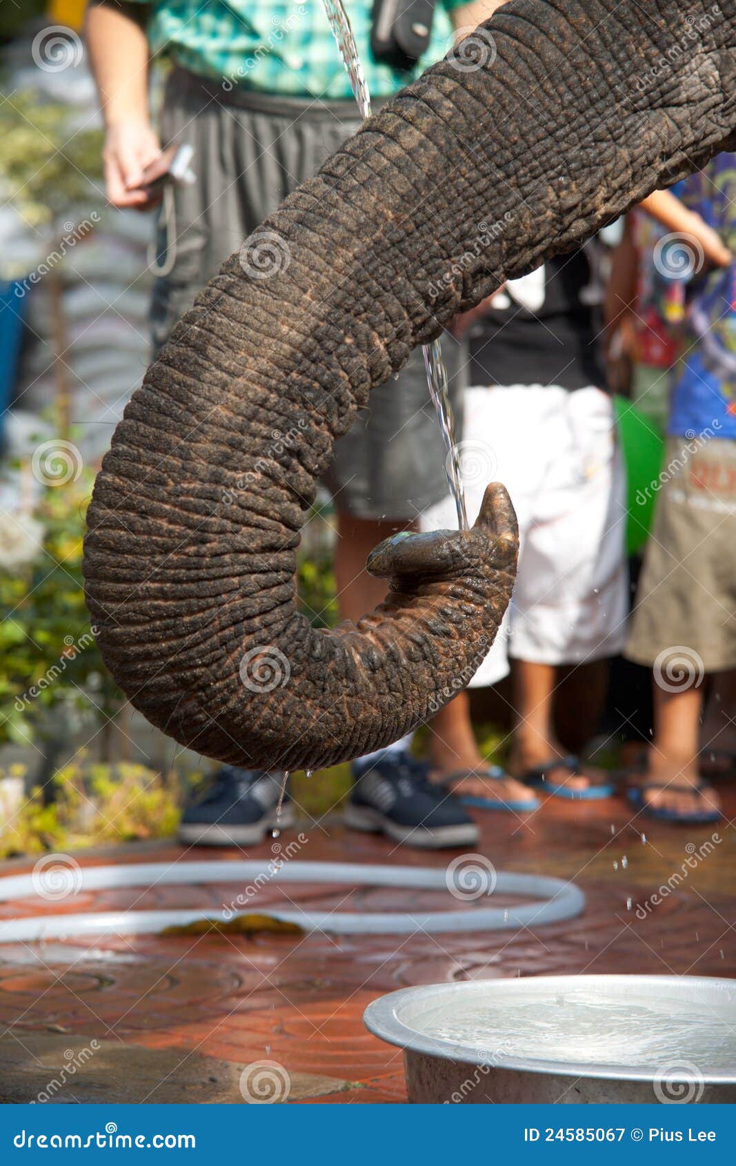 5,792 Elephant Nose Stock Photos - Free & Royalty-Free Stock Photos from  Dreamstime