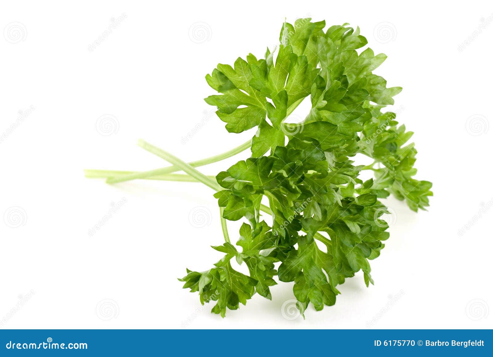 Curled Parsley stock photo. Image of close, ingredient 6175770