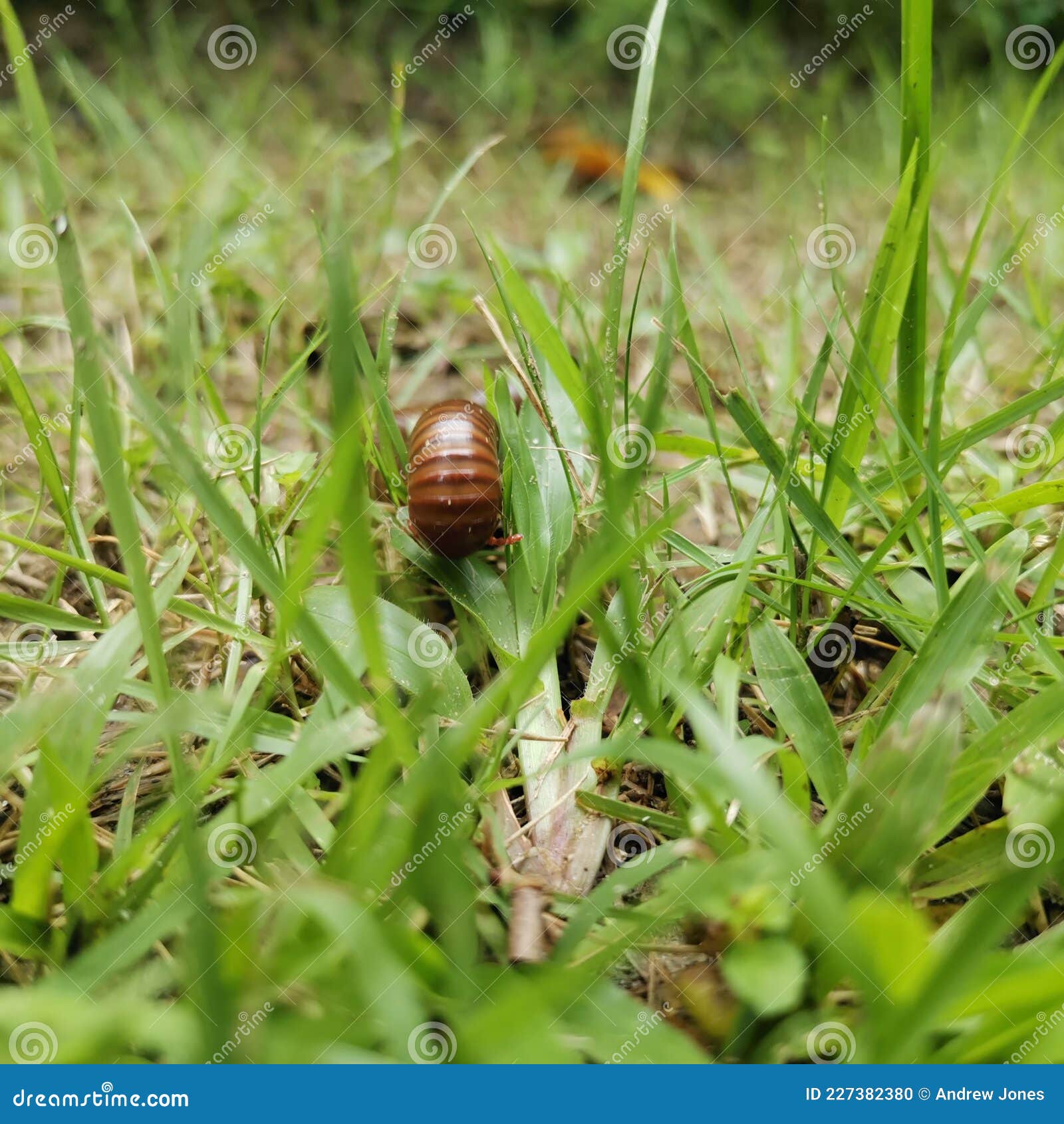 A Millipede Crawling on the Ground in the Grass Stock Photo Image of