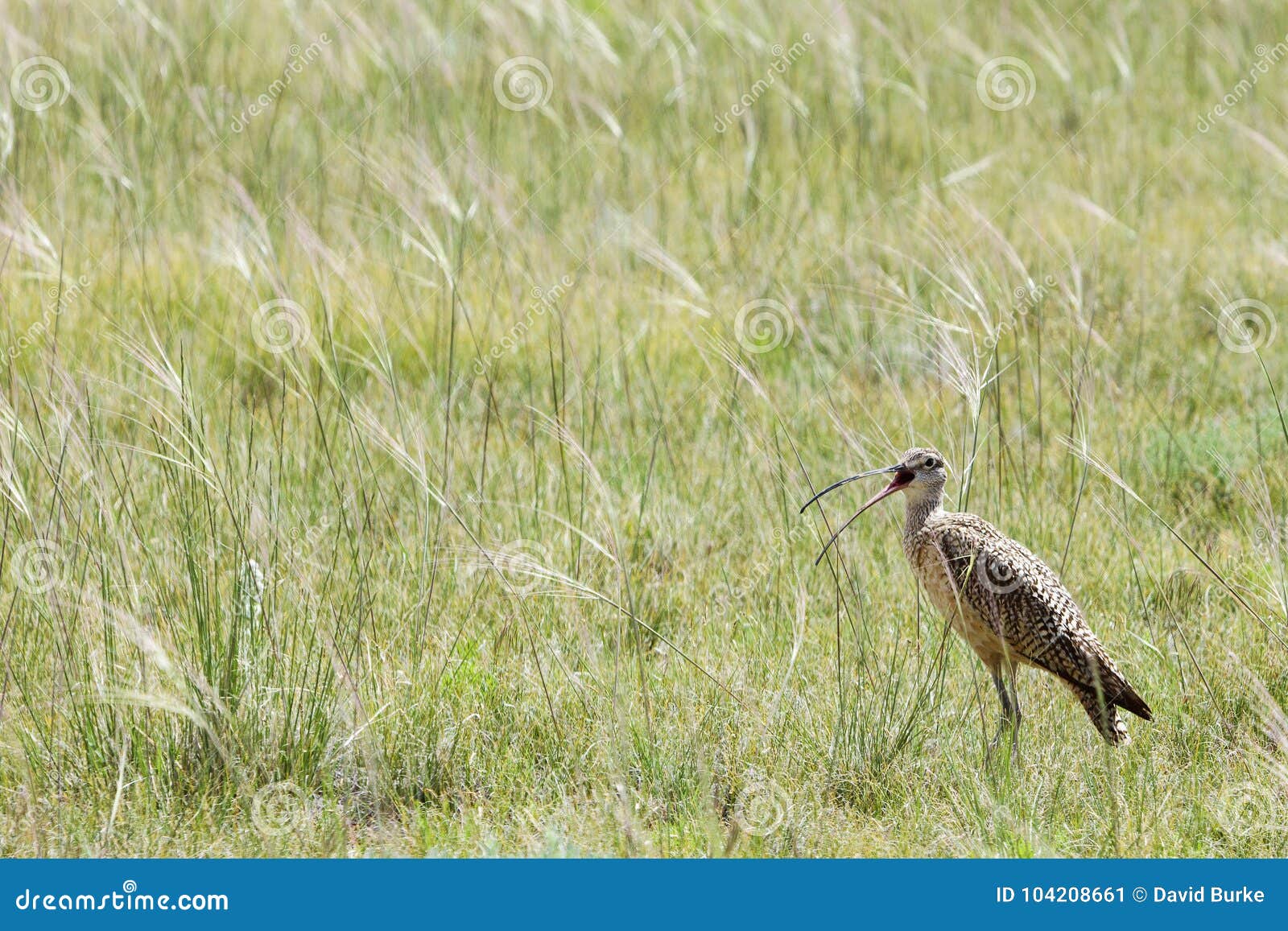 curlew shorebird bird grass prairie