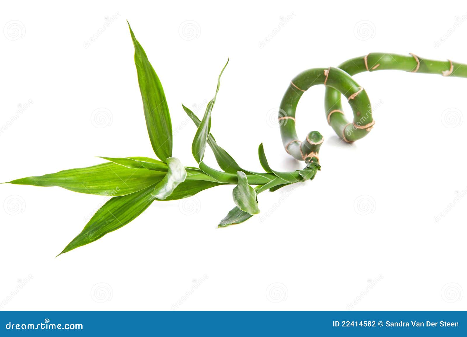Curly bamboo stock photo. Image of isolated, plant, curly 22414582