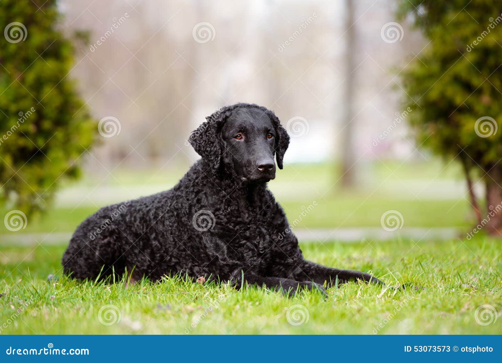 black curly retriever
