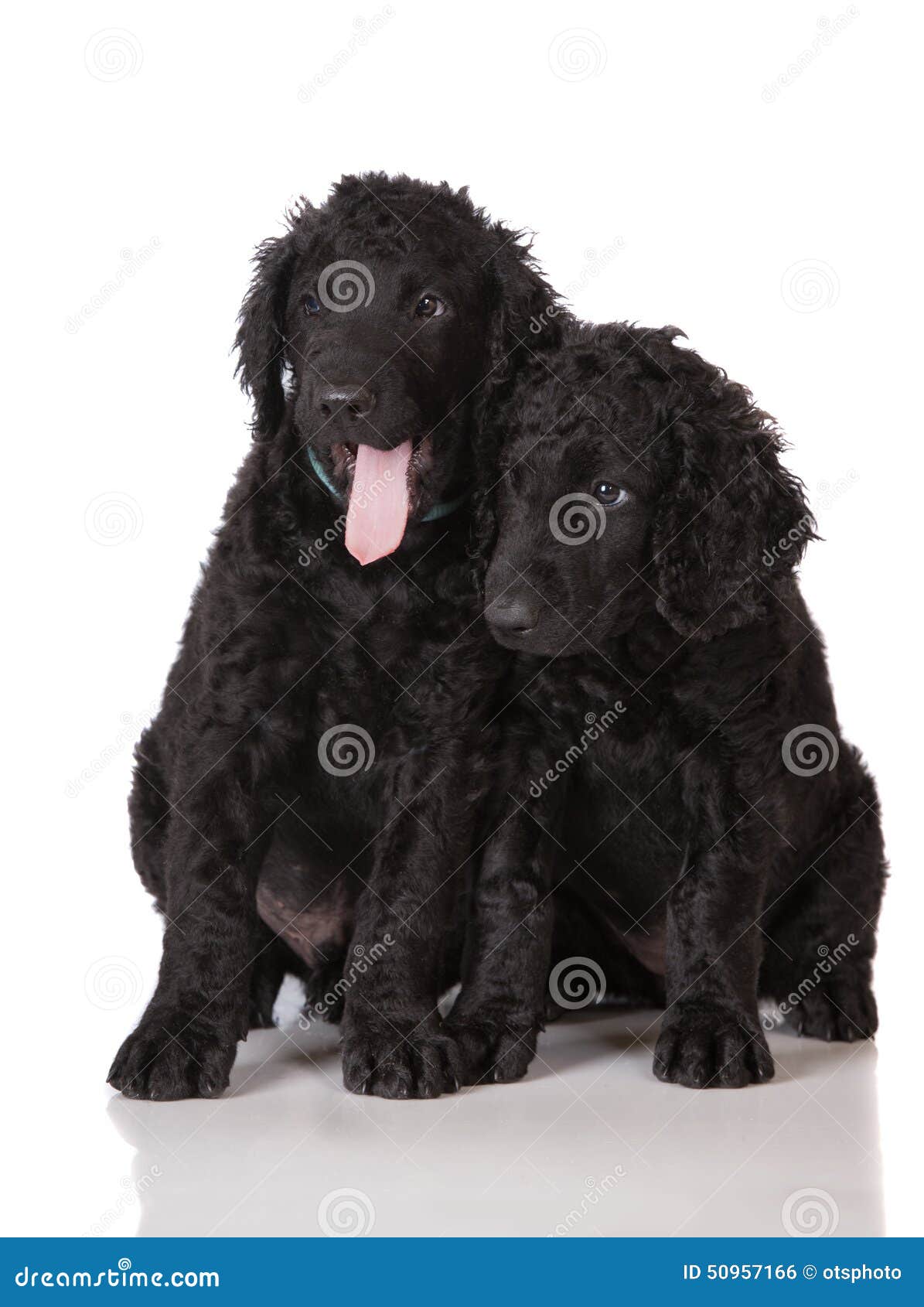 Curly Coated Retriever Puppies Stock Photo Image of pedigreed