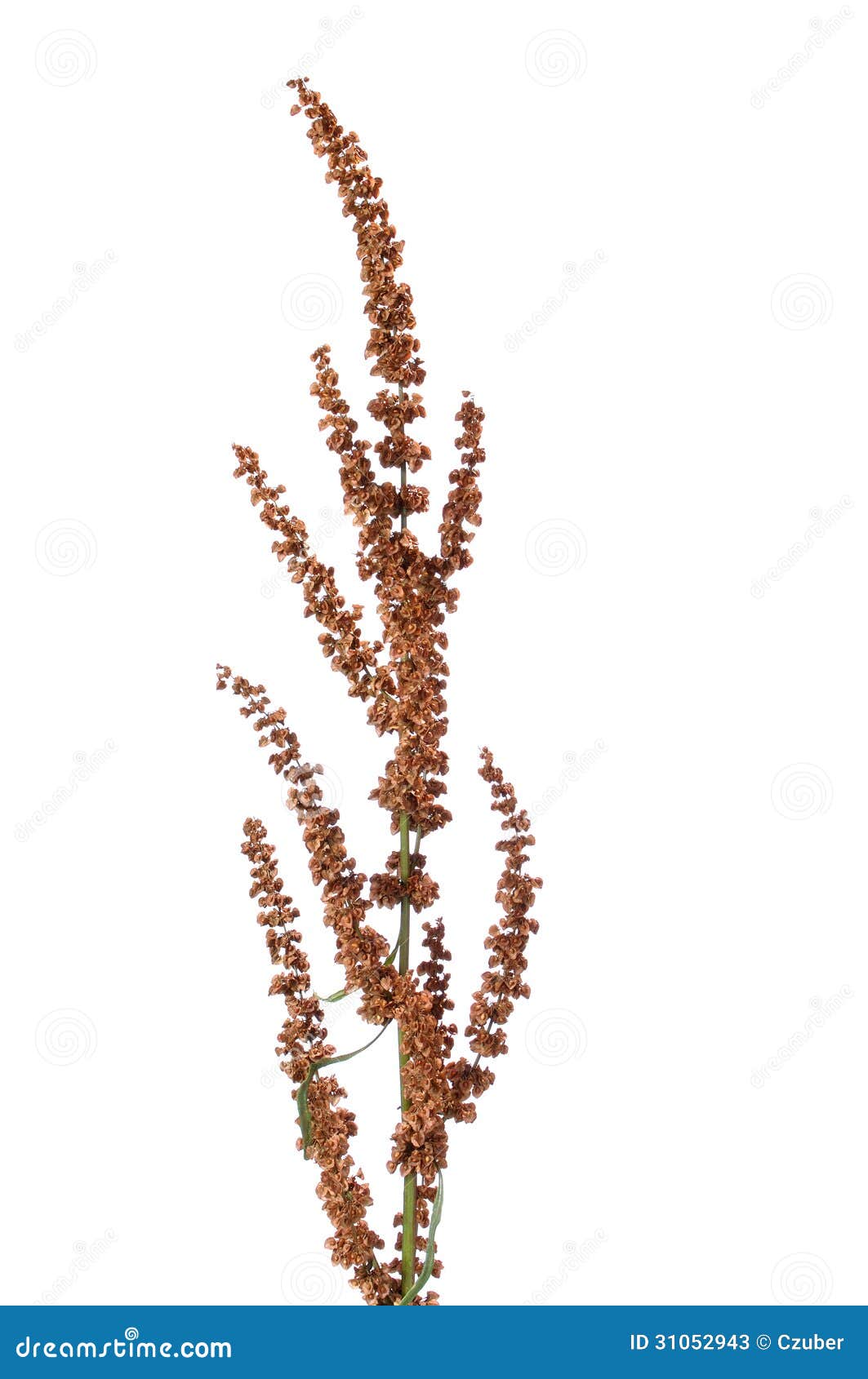 curly dock flower spike