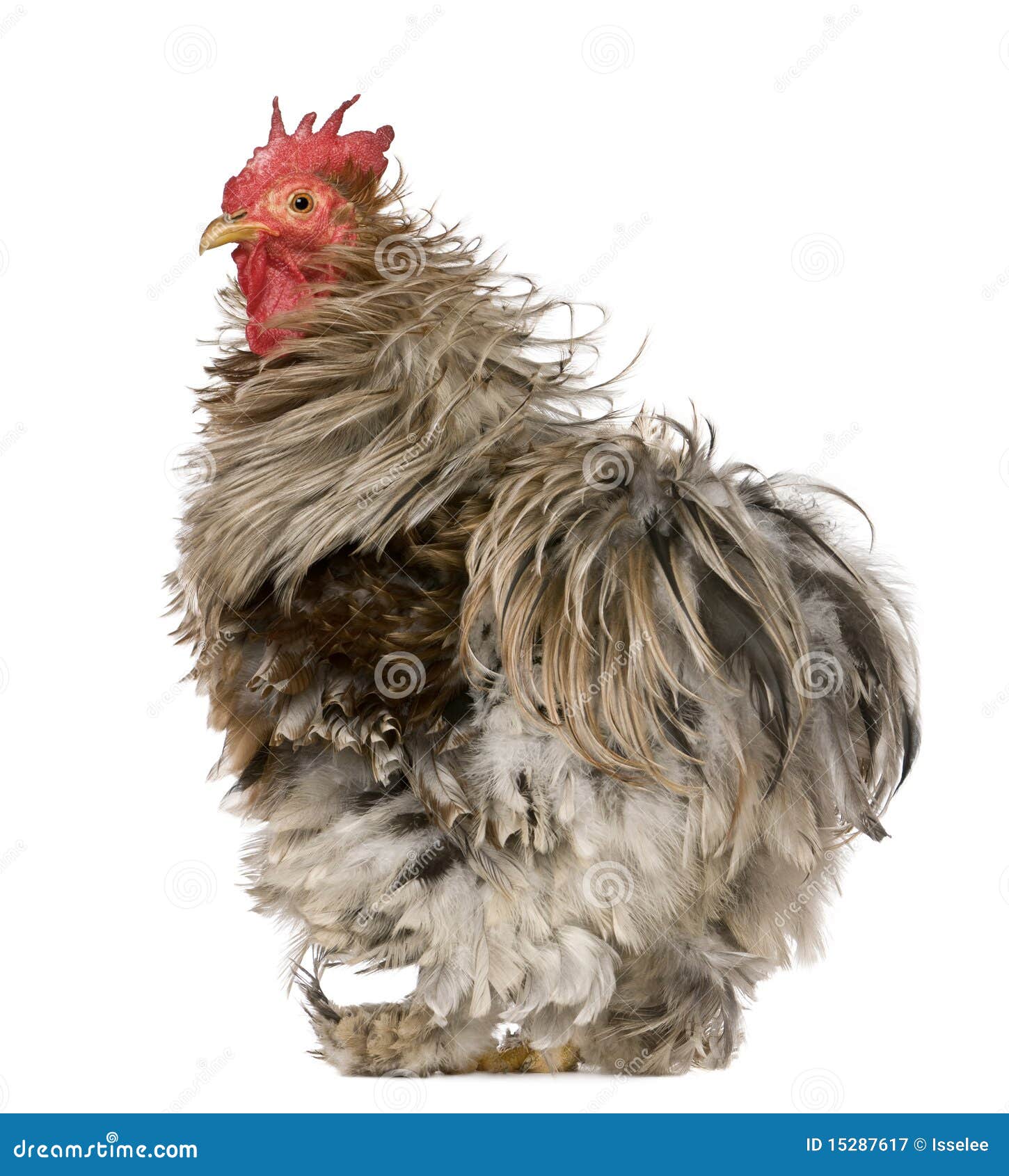 curly feathered rooster pekin, 1 year old