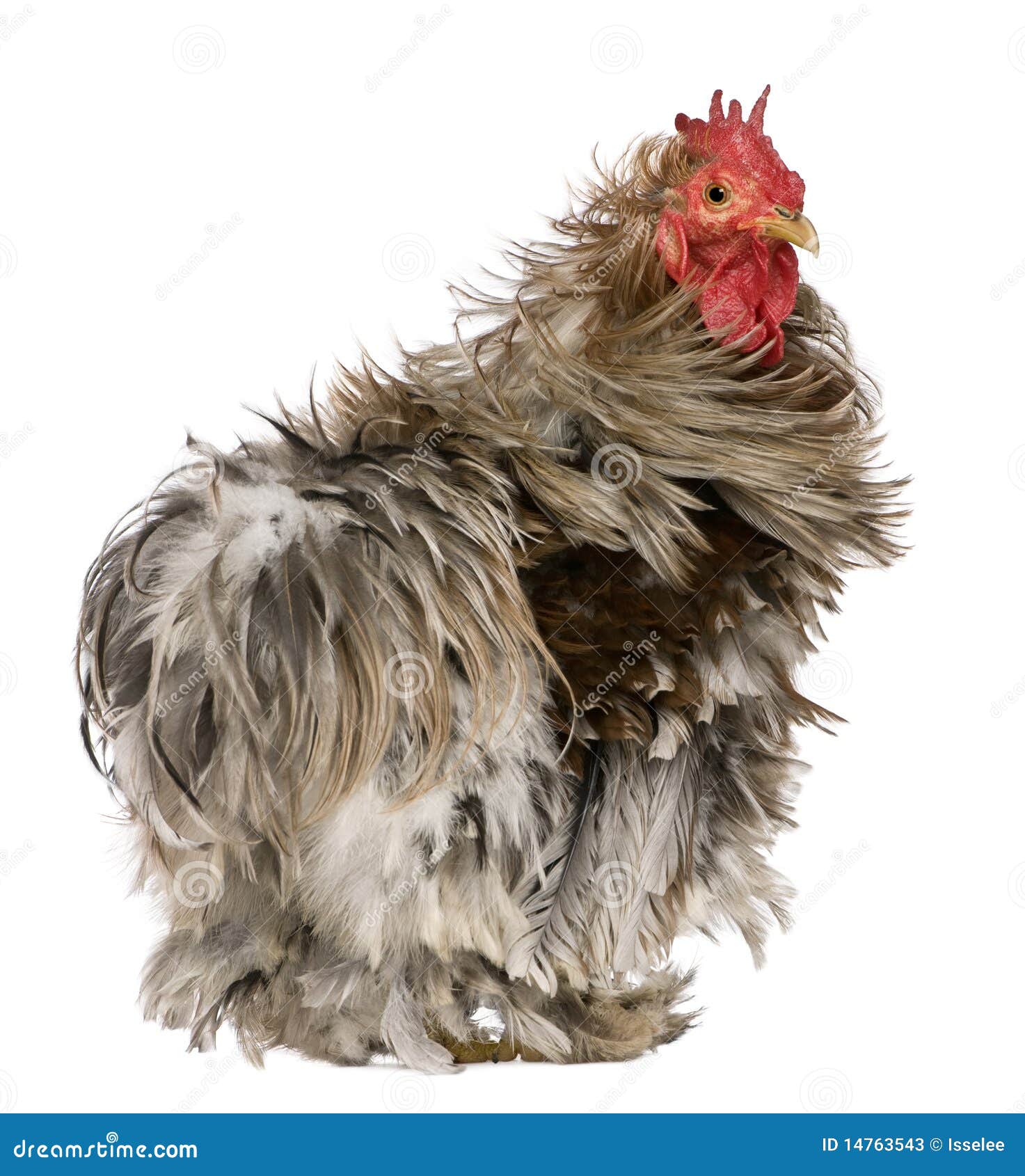 curly feathered rooster pekin, 1 years old