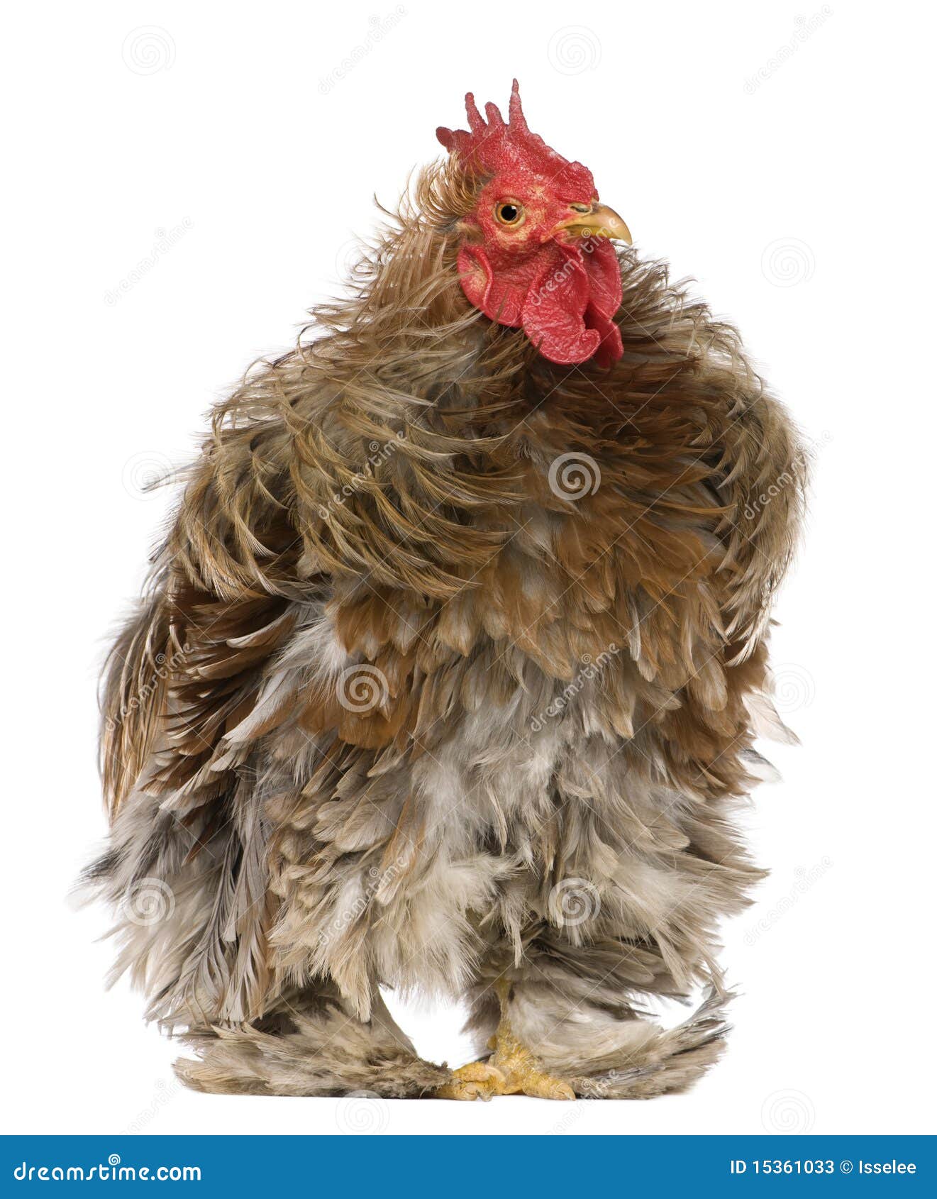 curly feathered rooster pekin, 1 years old,