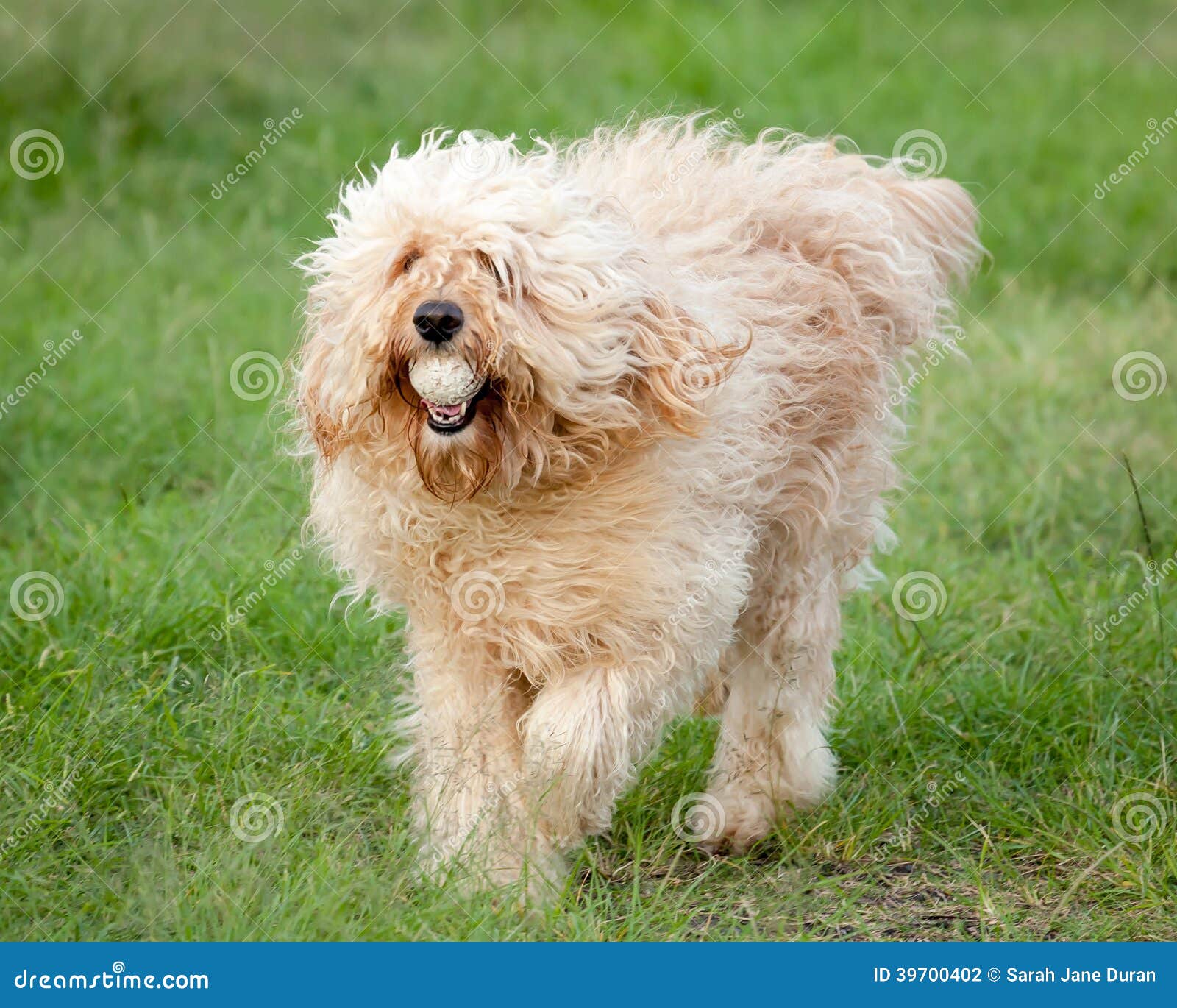 Curly fleece labradoodle hot sale