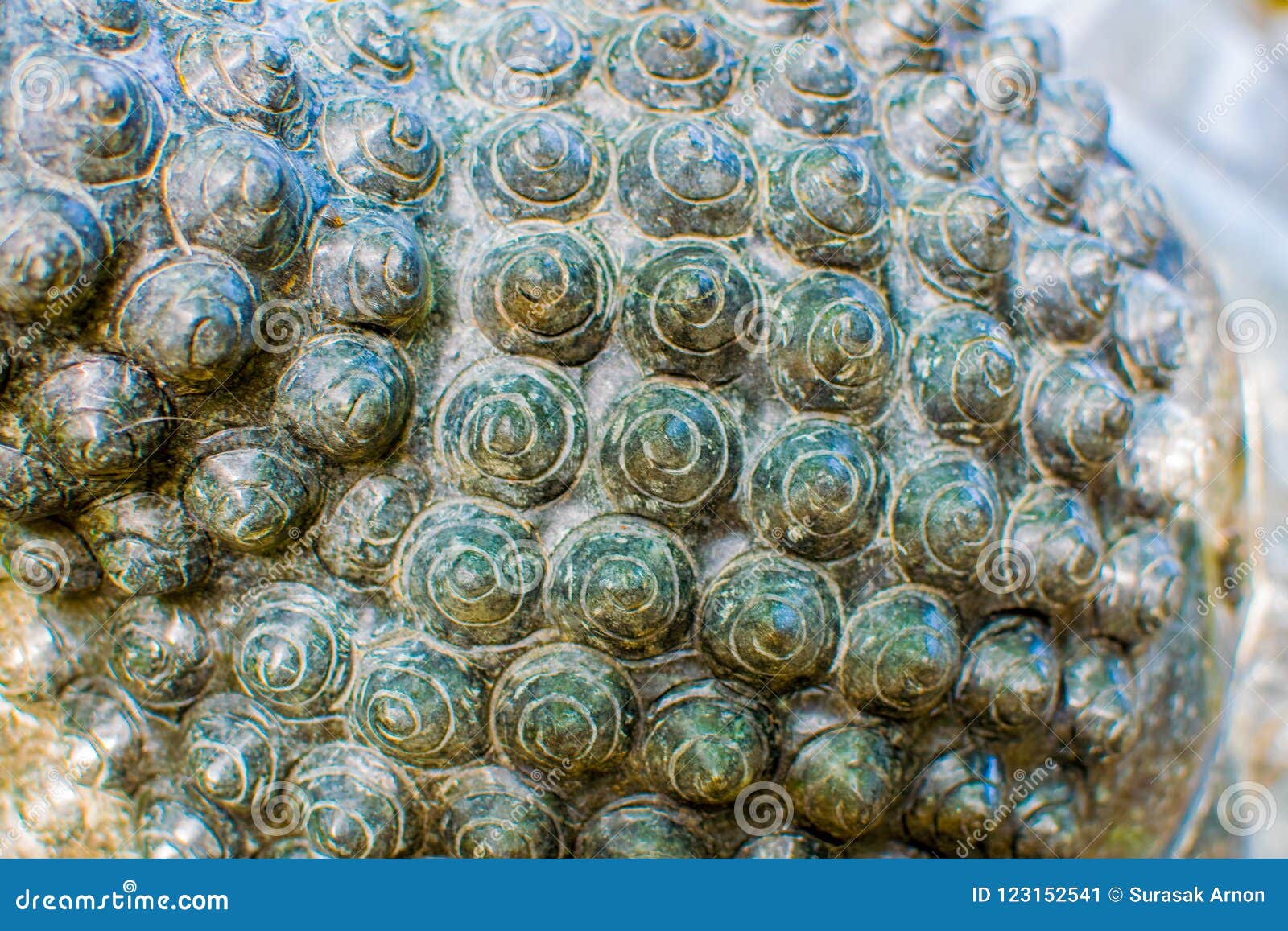 Curly Hair of the Buddha`s Head Stock Image - Image of closeup, copper: 123152541 Curly Hair of the Buddha`s Head Stock Image - Image of closeup, copper: 123152541