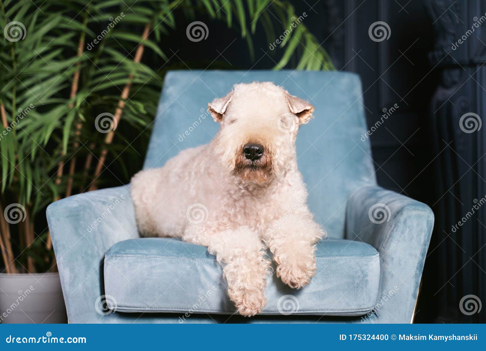 curly-haired dog lying on chair in apartment