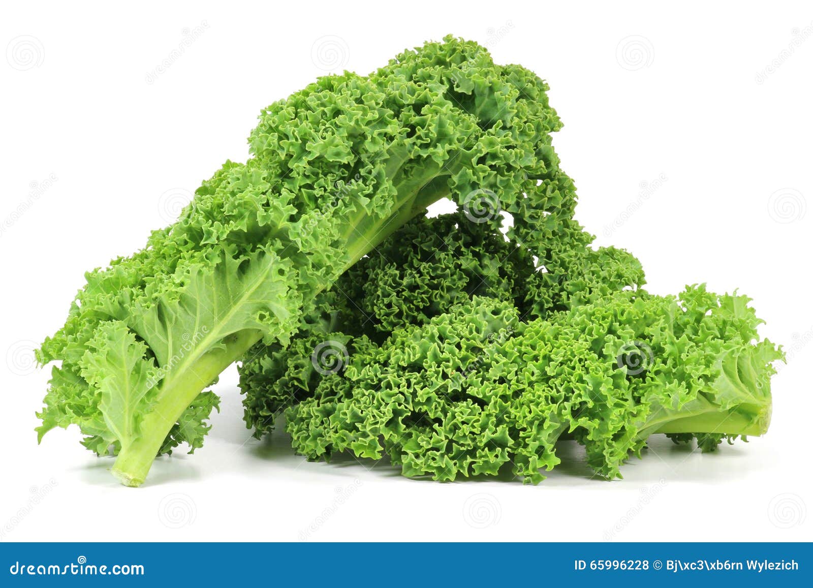 Head of cale, isolated stock image. Image of green, cale - 93403275