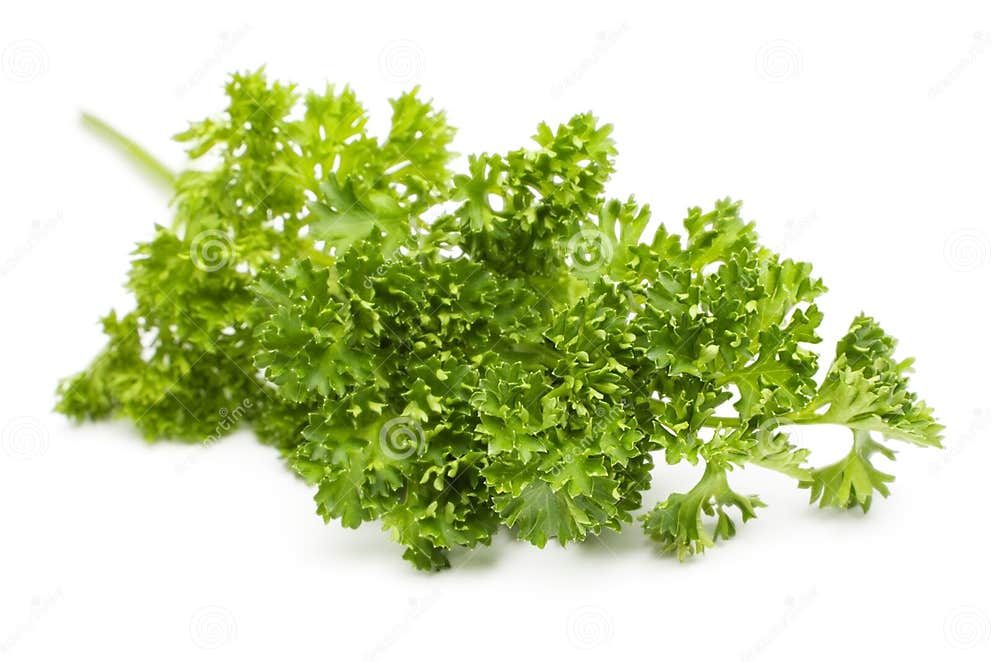 Curly Leaf Parsley stock image. Image of isolated, white 3766193